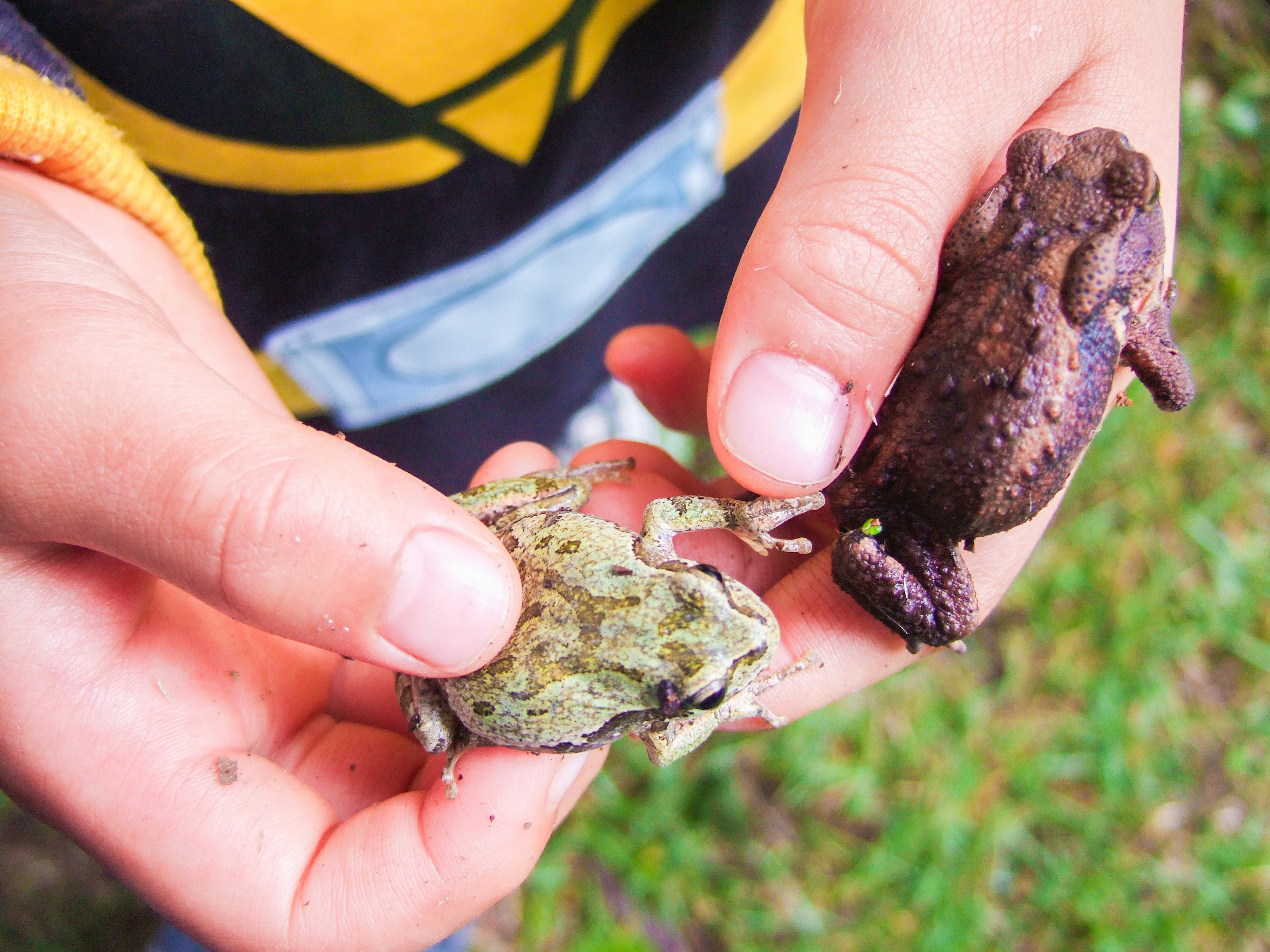 Child holding two frogs one green and one brown