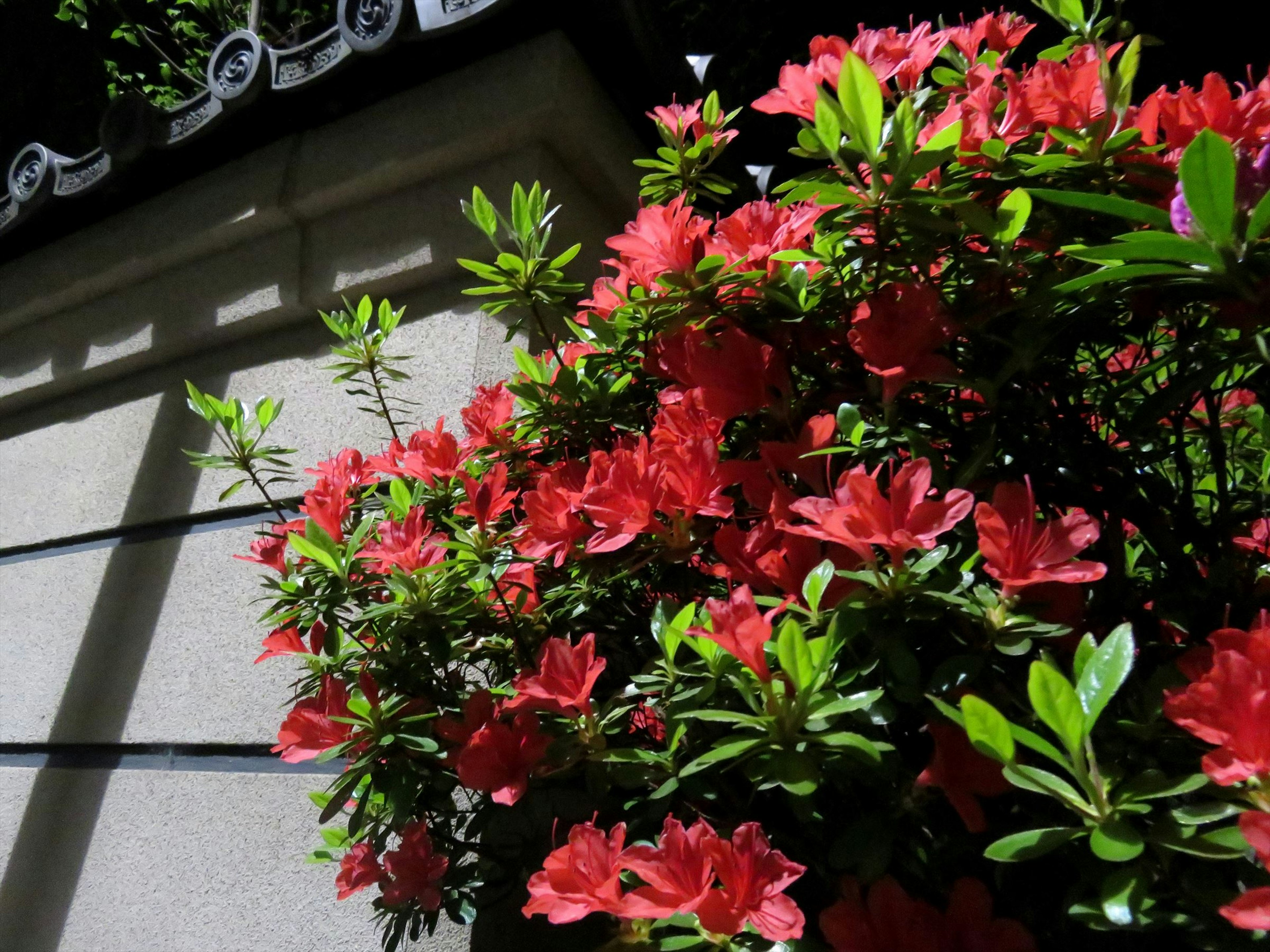 赤い花が咲く緑の植物と明るい光が当たる壁