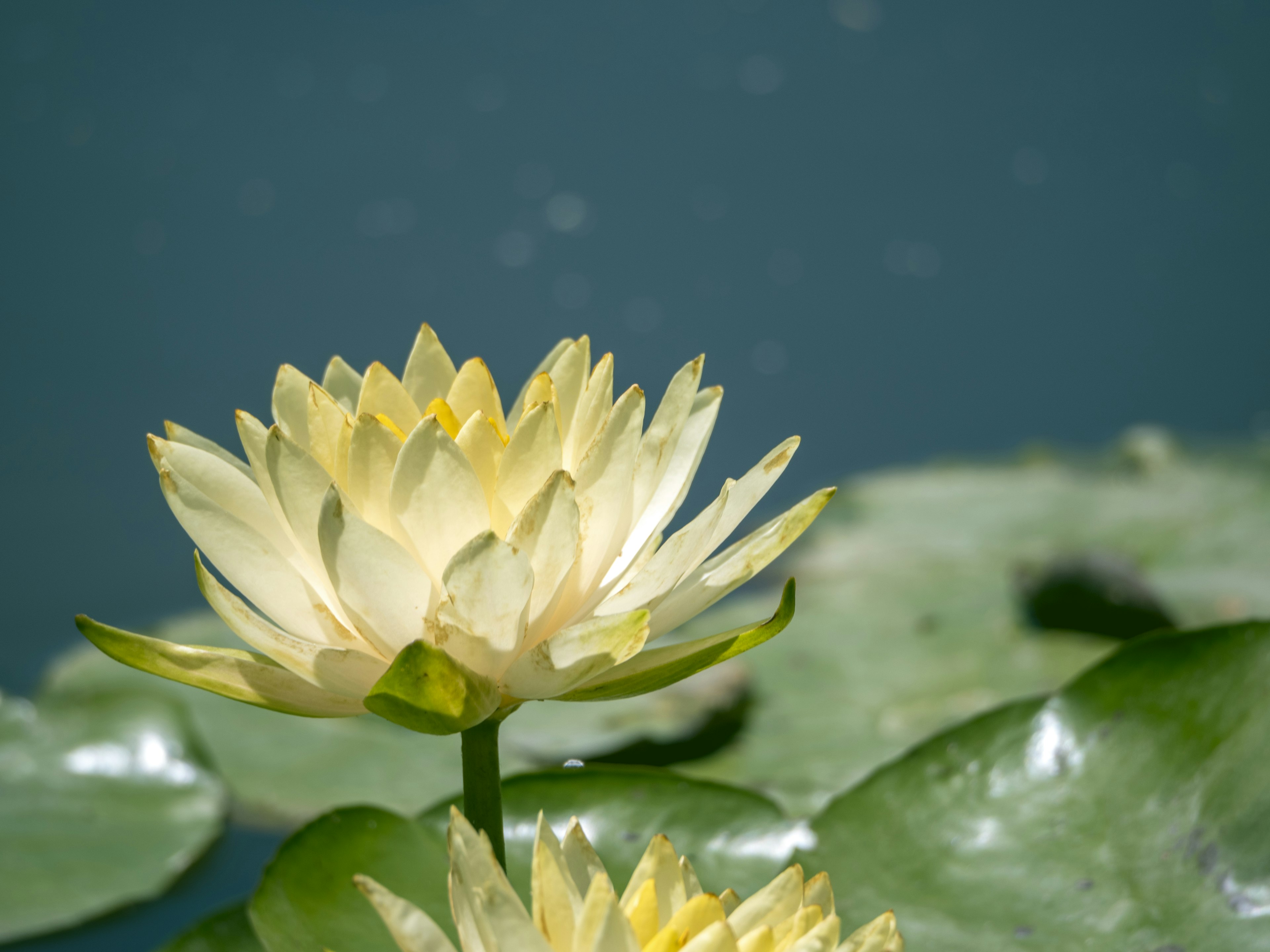 Flores de lirio blanco flotando en la superficie del agua con hojas verdes