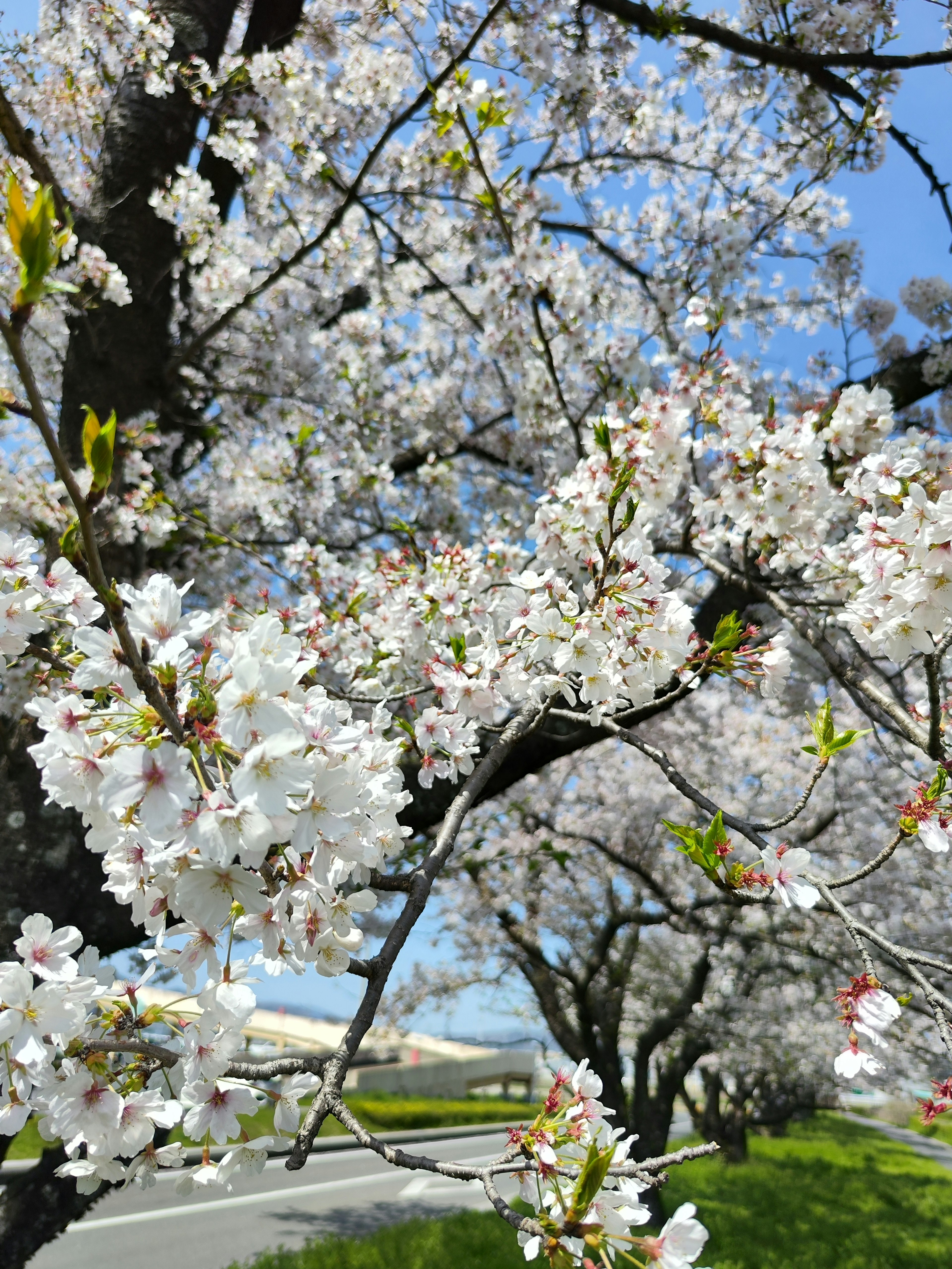 A scenic view of cherry blossom trees in full bloom with a clear blue sky