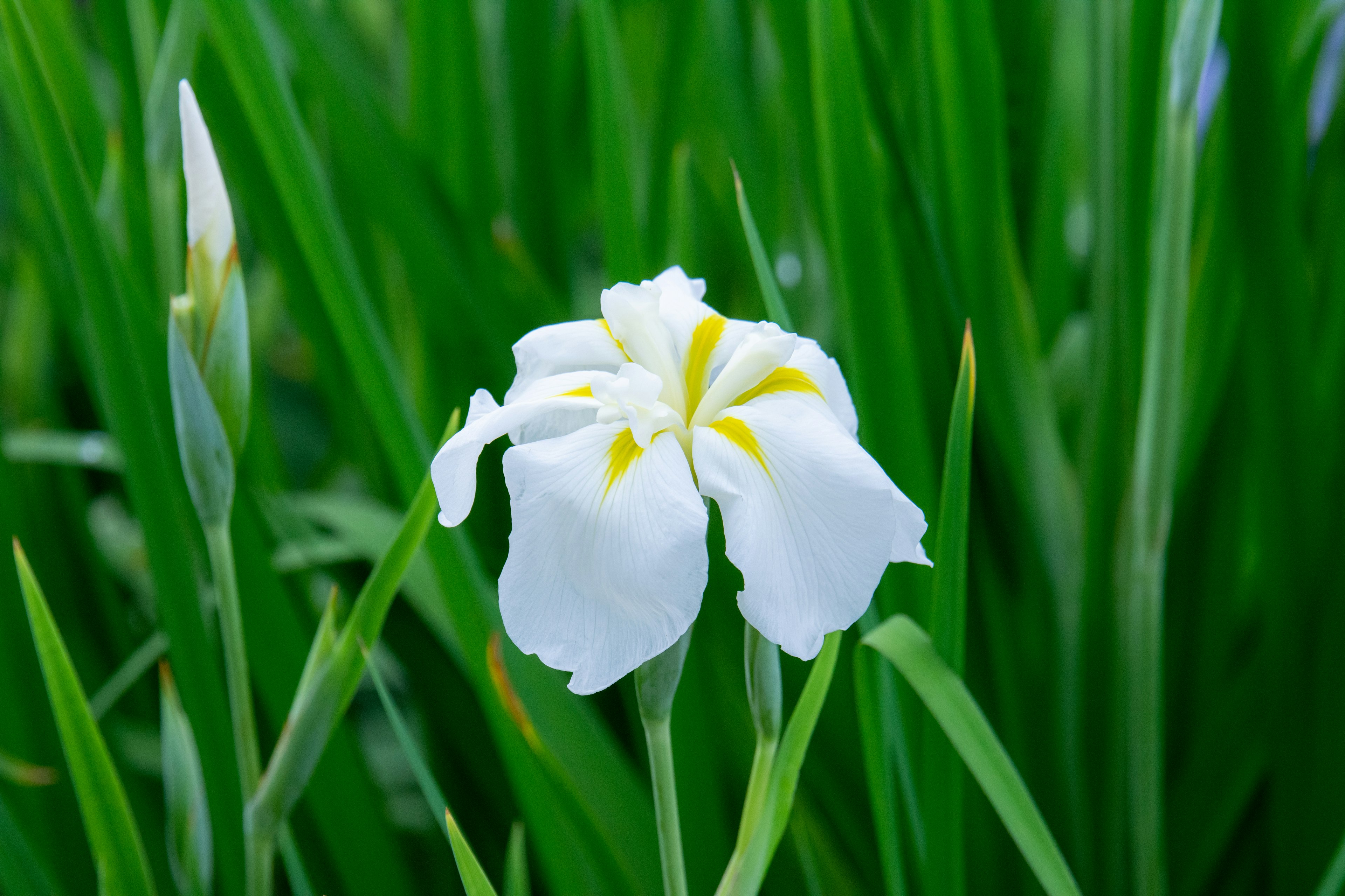 White flower with yellow accents surrounded by green leaves