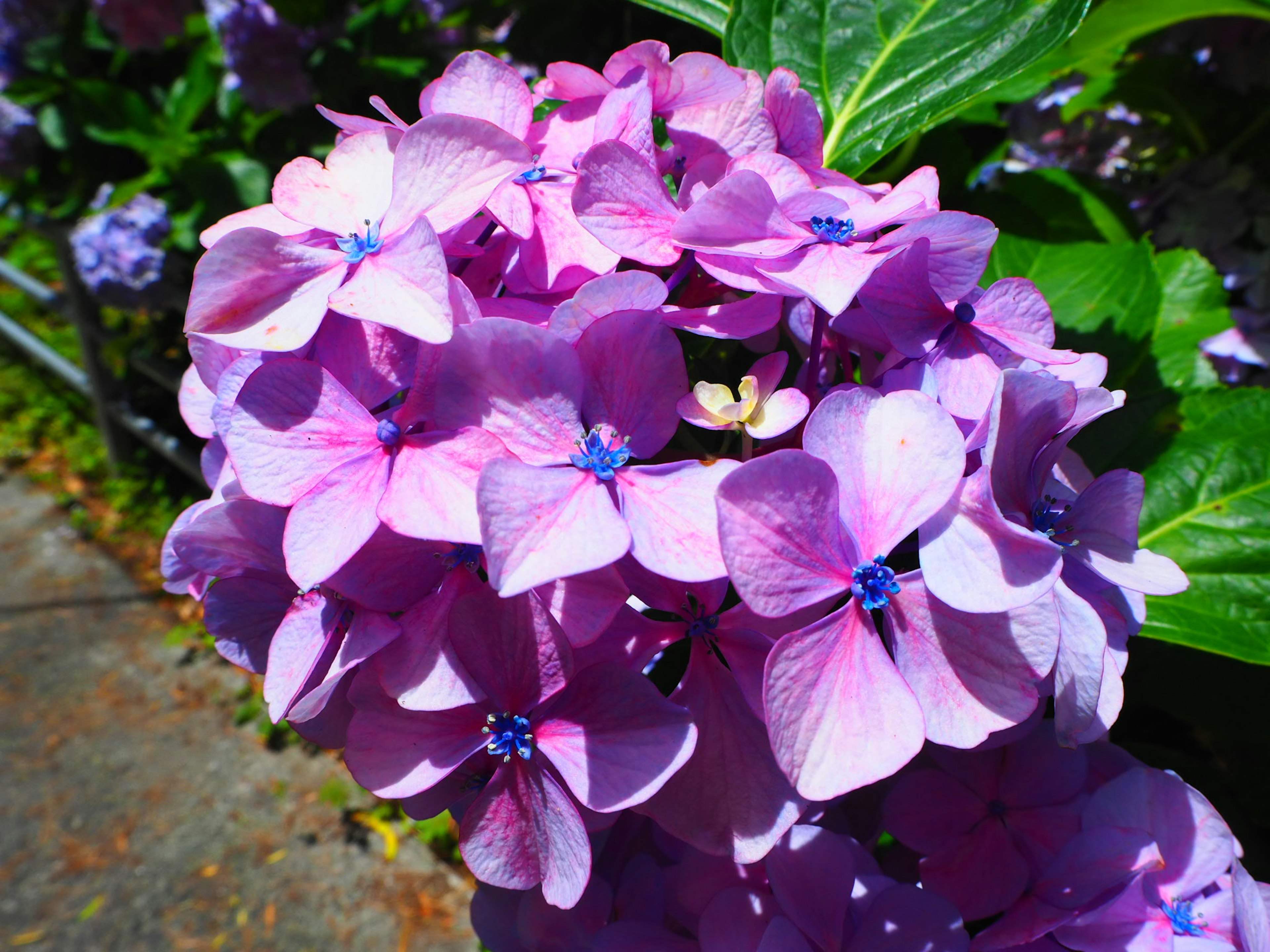 Un grappolo di fiori di ortensia viola in fiore