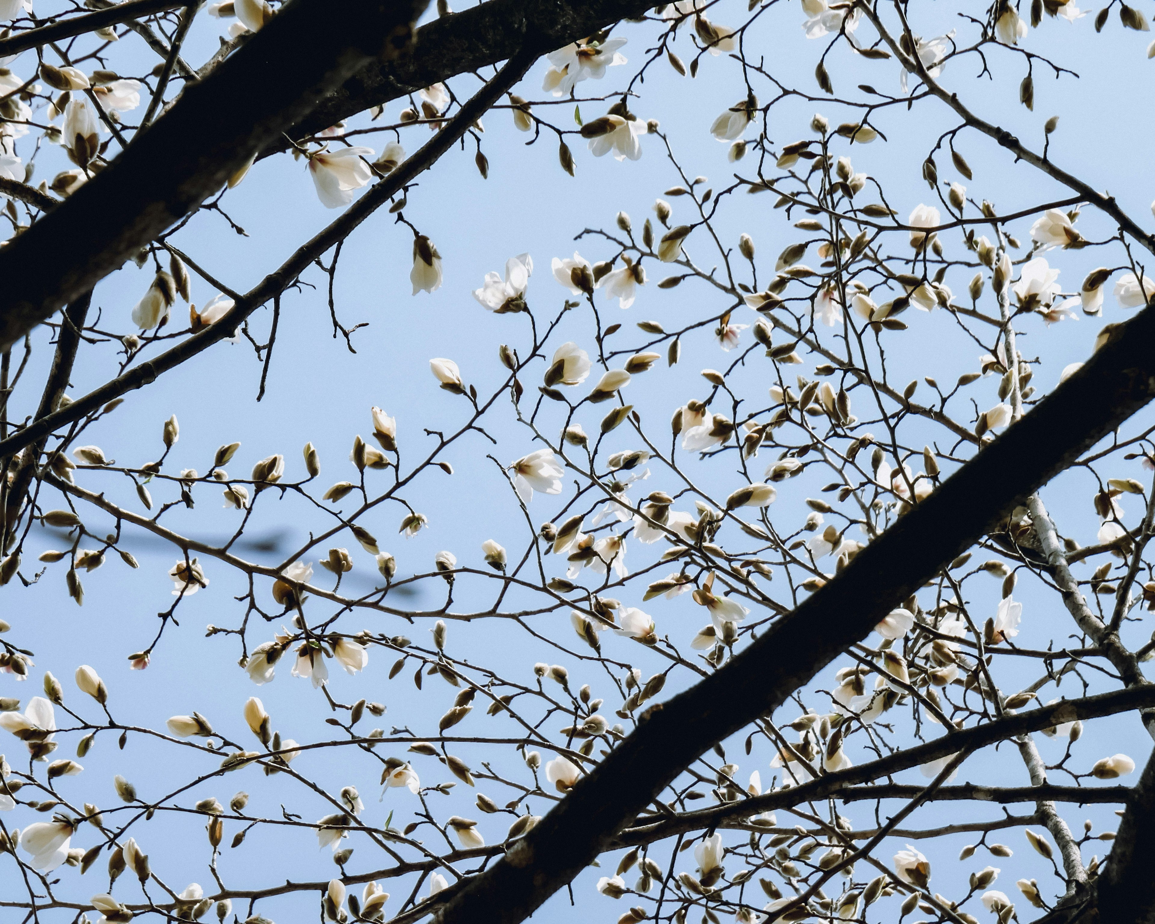 Gros plan sur des branches d'arbre et des feuilles sur fond de ciel bleu