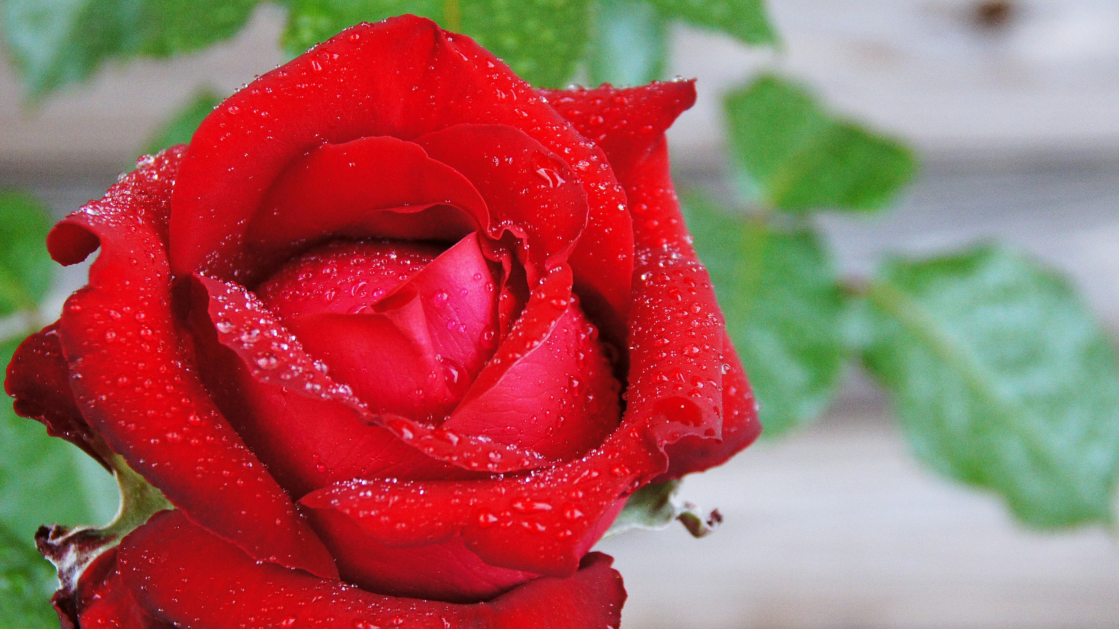 Gros plan d'une rose rouge avec des gouttes de rosée sur ses pétales