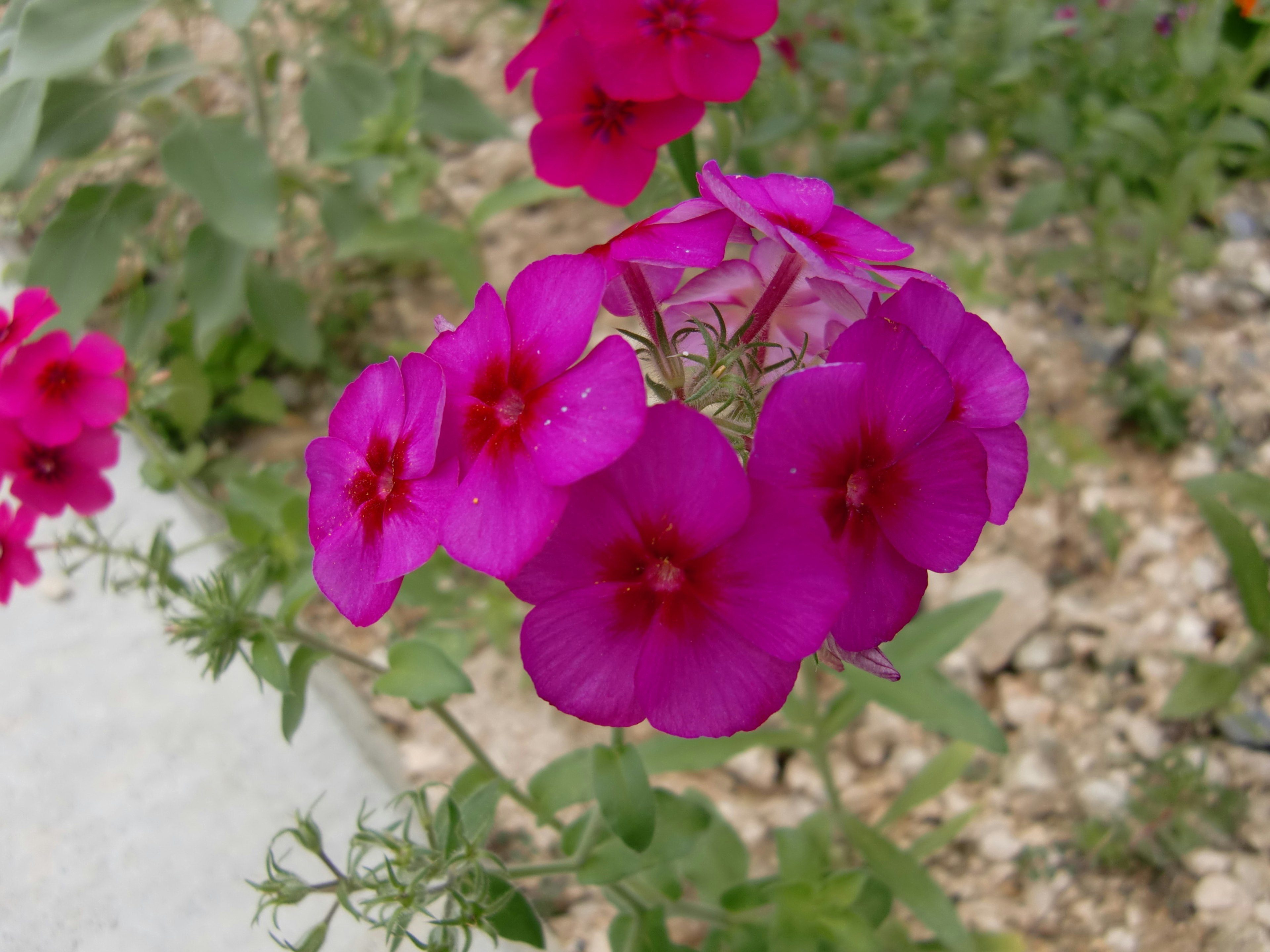 Raggruppamento di fiori rosa vivaci con centri a contrasto