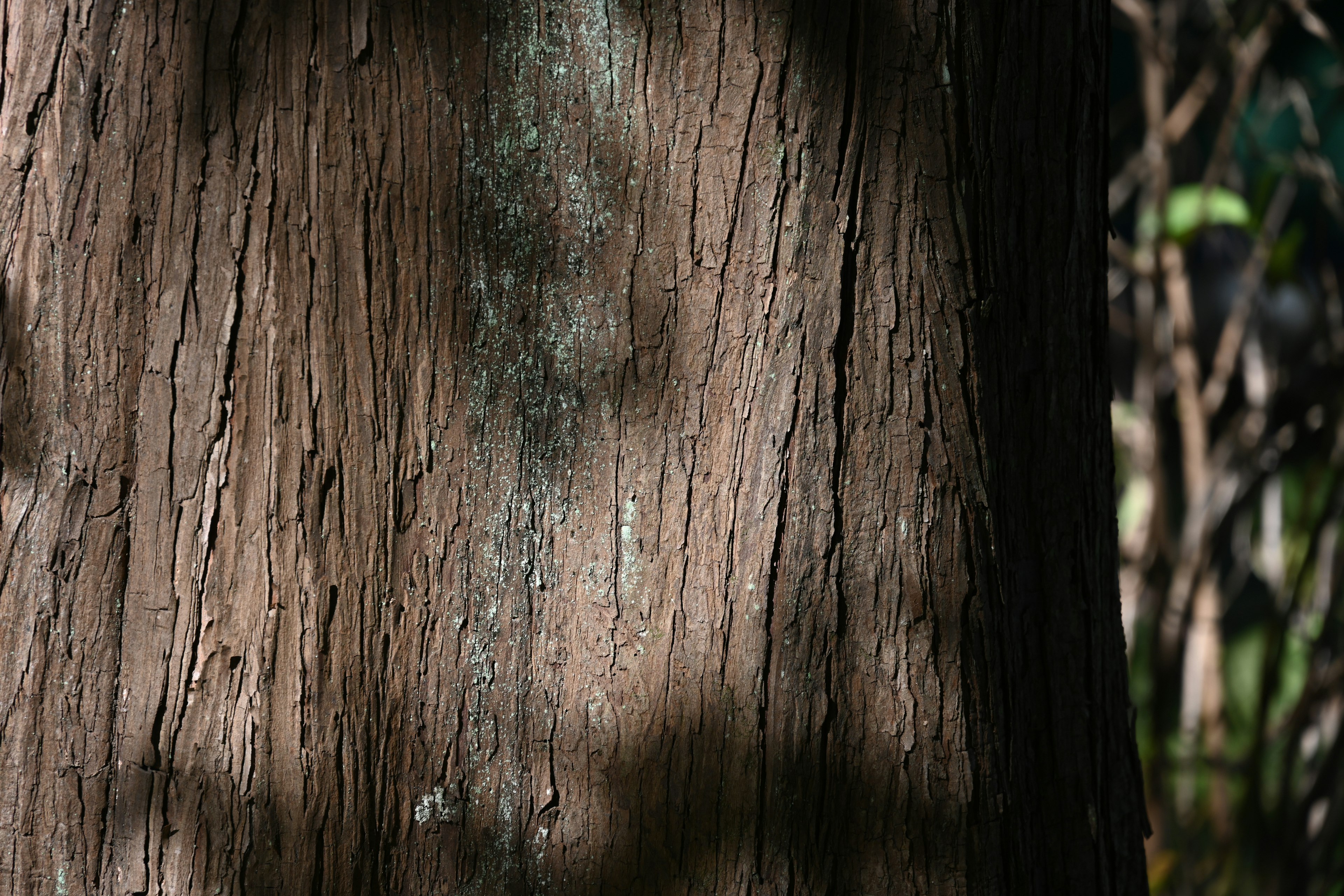 Textured tree trunk with shadow patterns