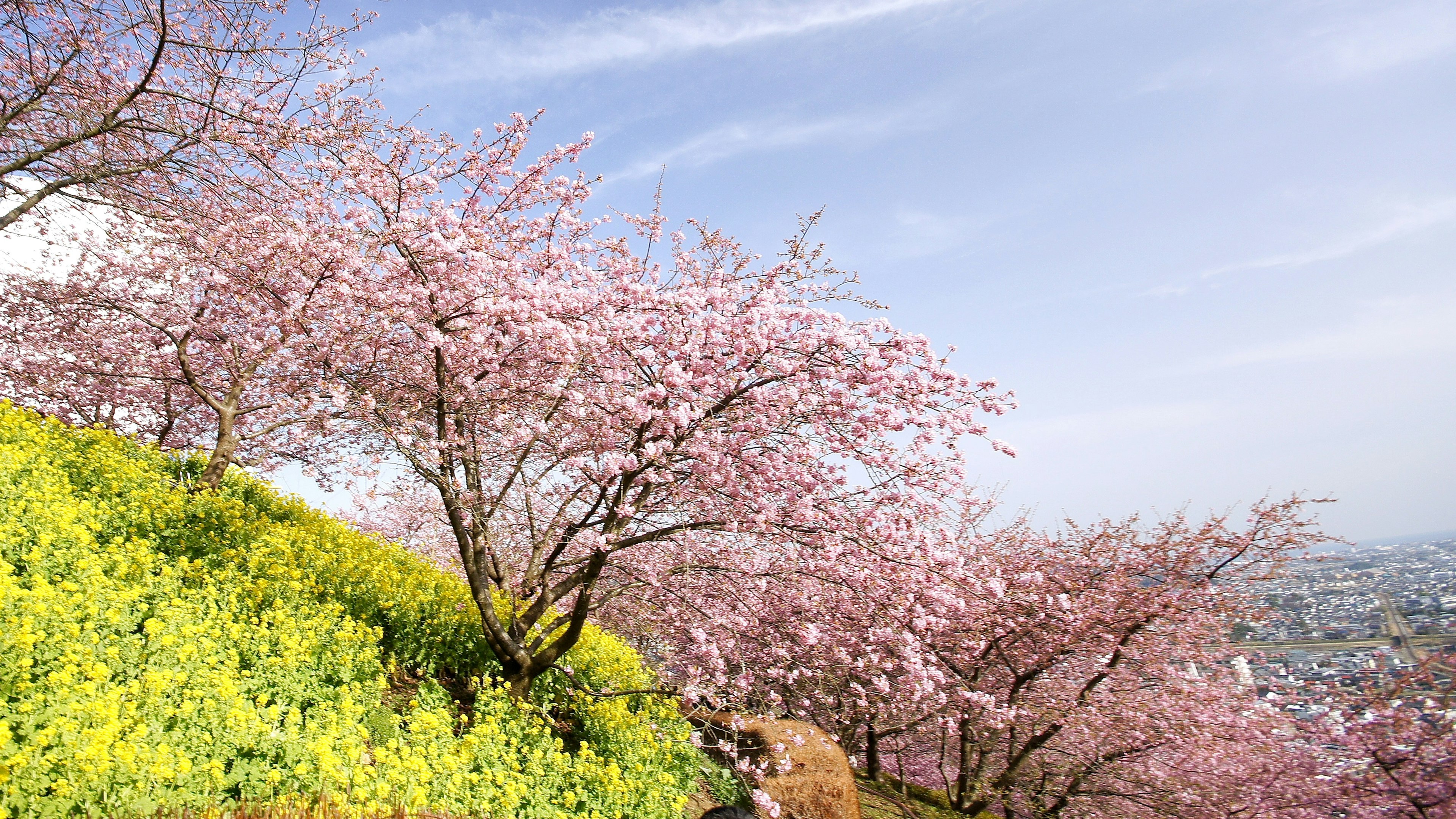 Scenic view of cherry blossom trees and yellow flowers on a hillside