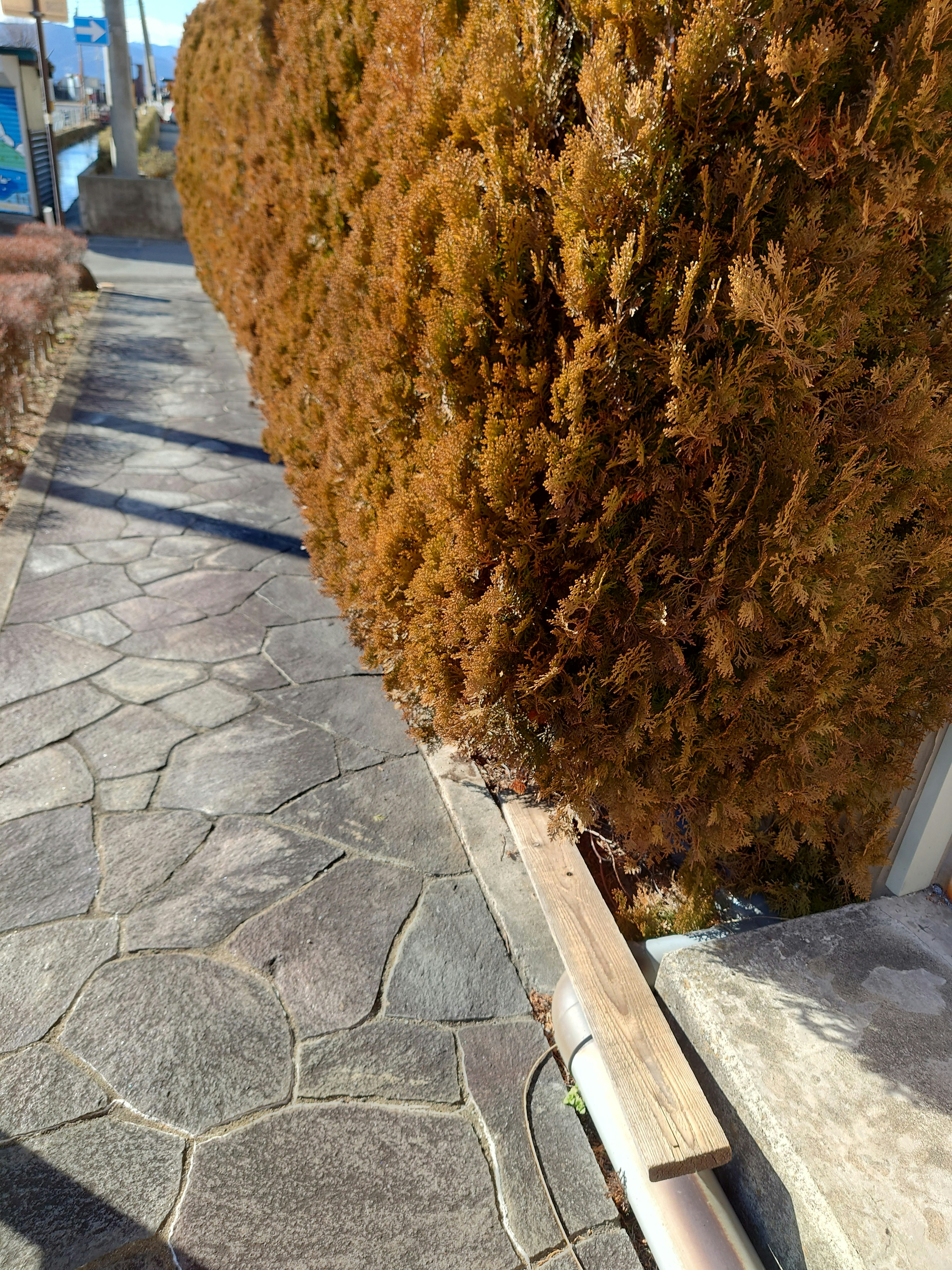 Paved walkway alongside a brown hedge