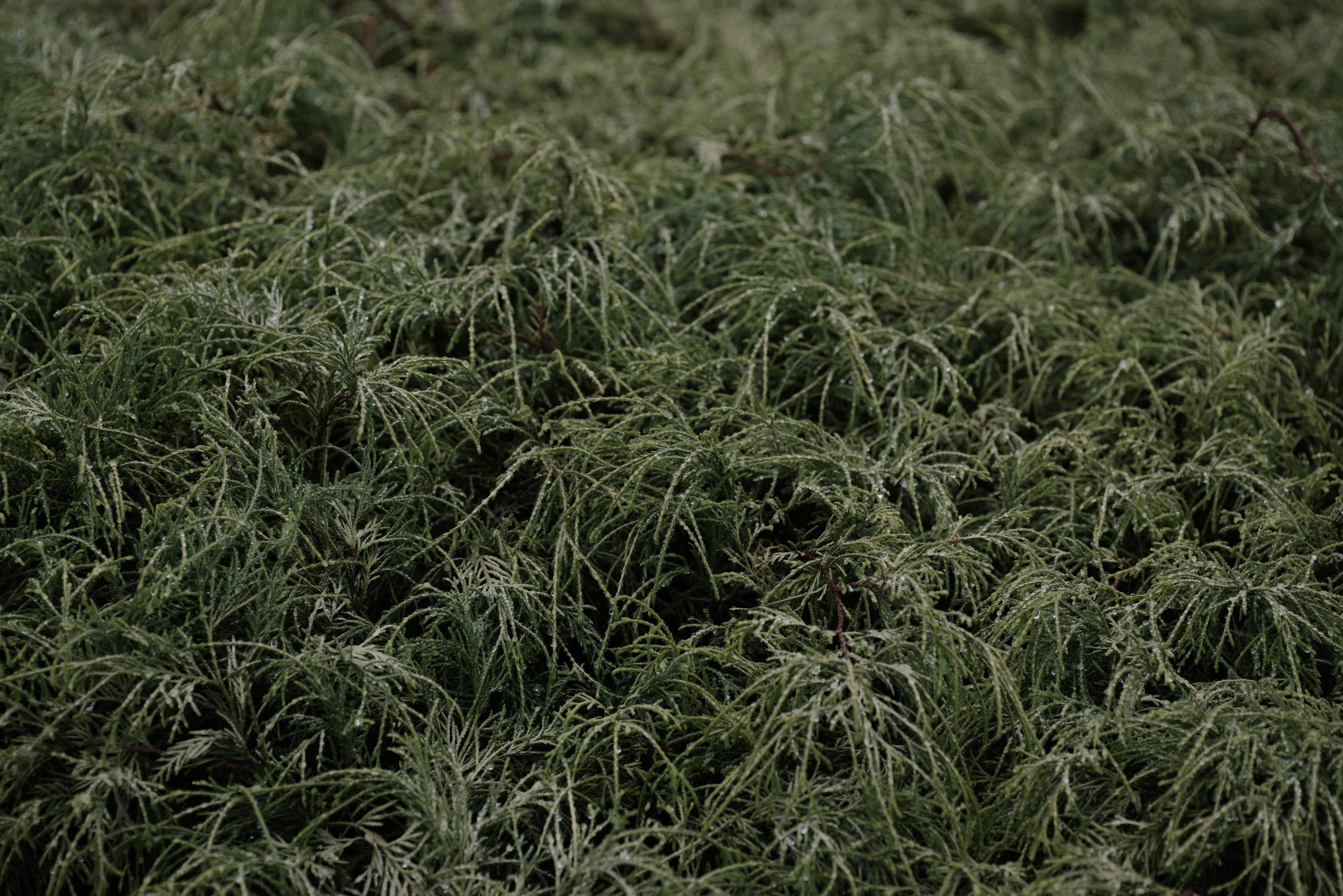 Dense green foliage with intricate leaf patterns