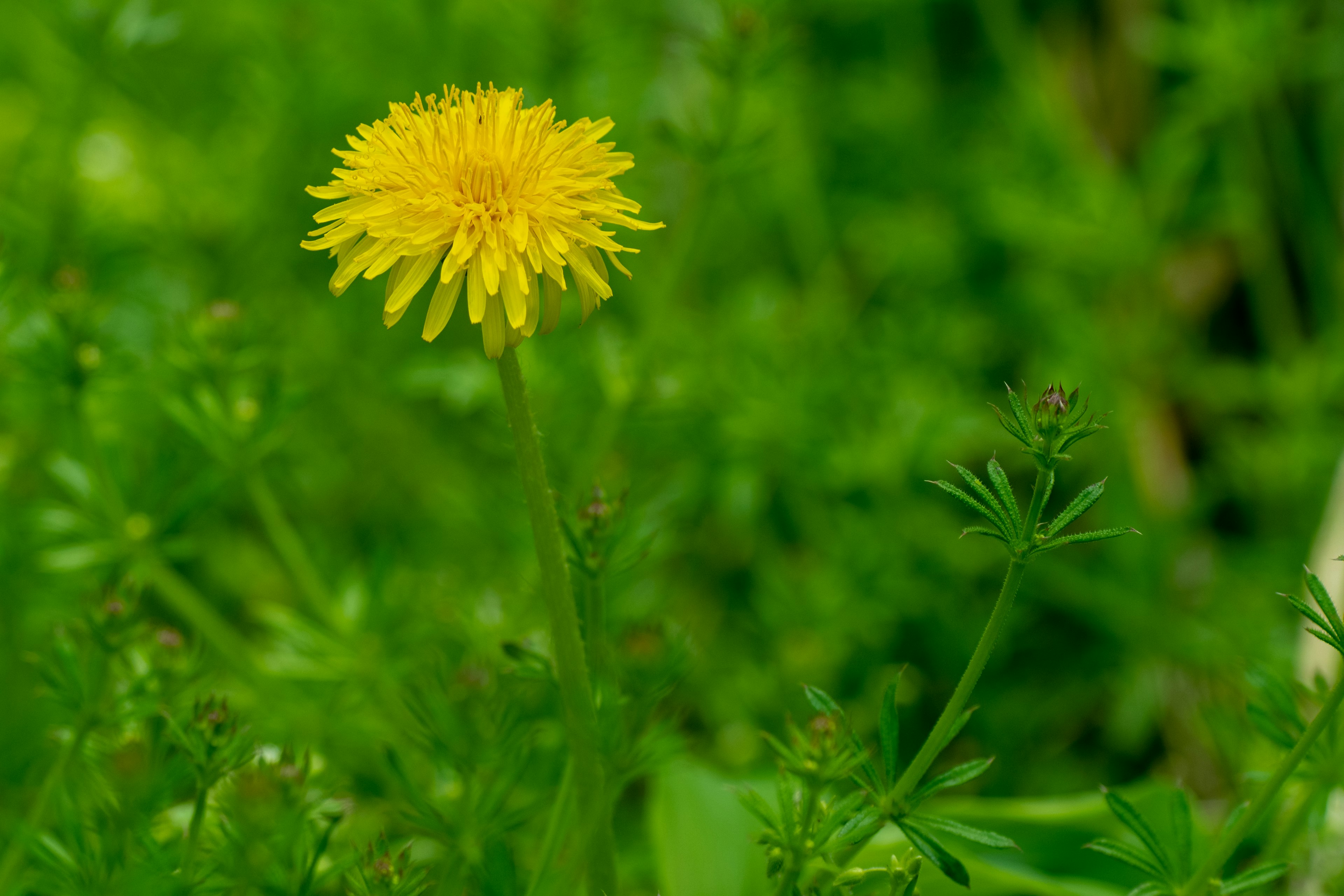 緑の背景に咲く鮮やかな黄色のタンポポの花