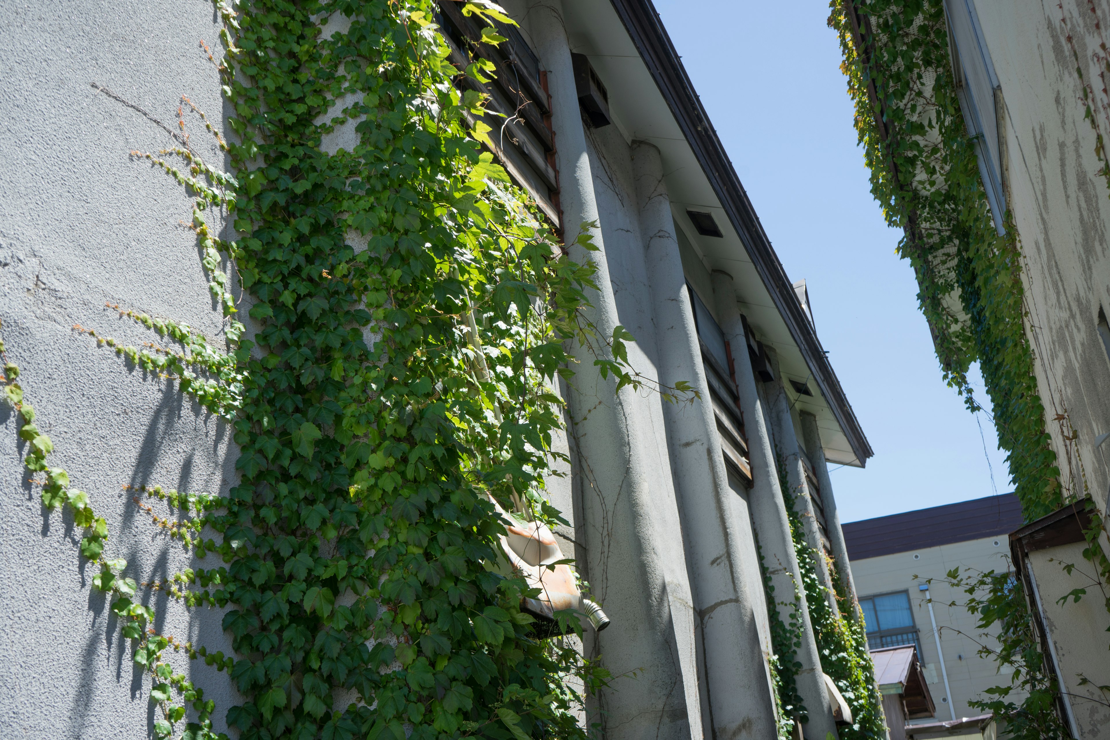 Image montrant le côté d'un bâtiment recouvert de vignes vertes luxuriantes