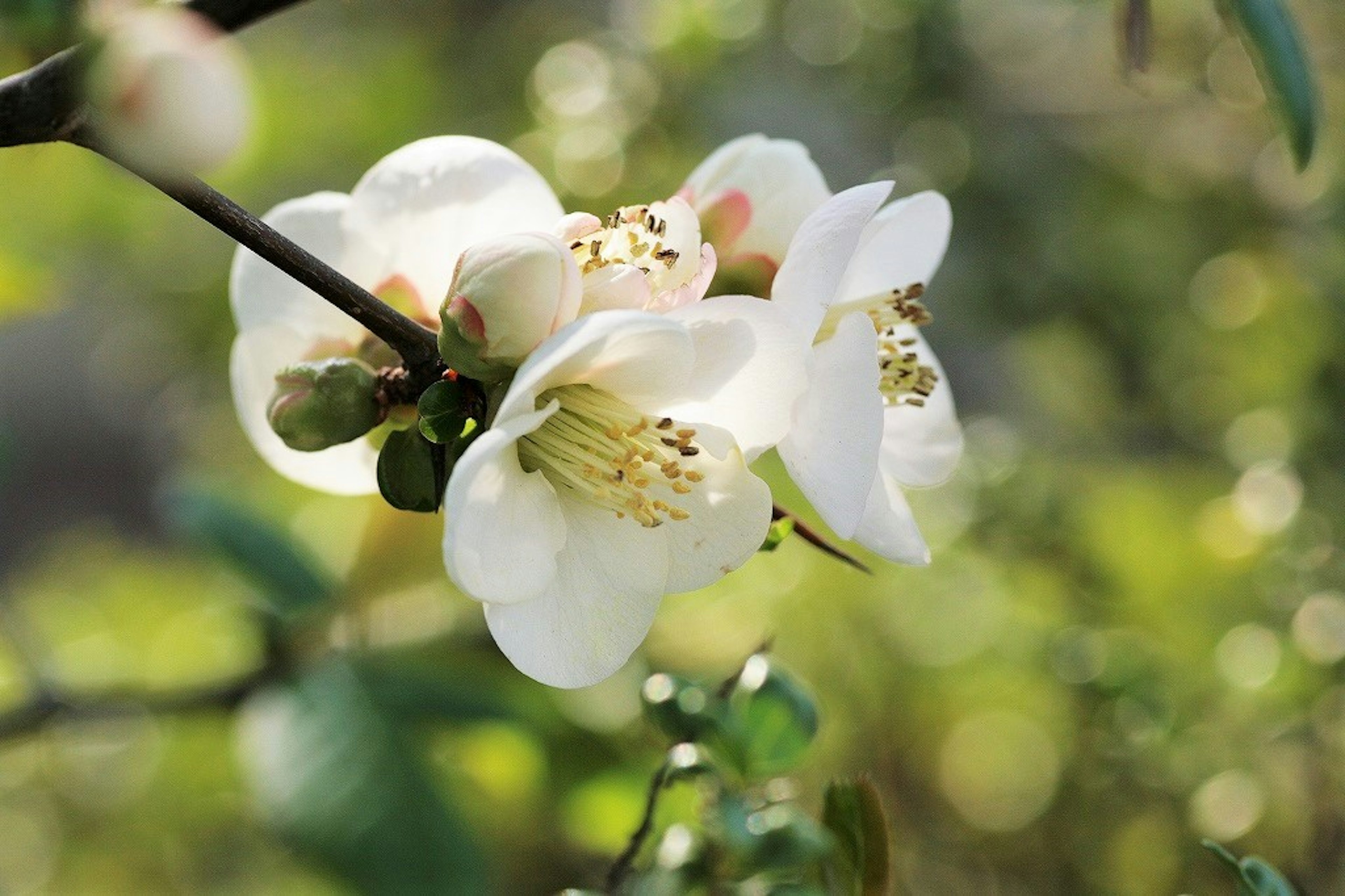 Fleurs blanches sur une branche avec un arrière-plan vert flou