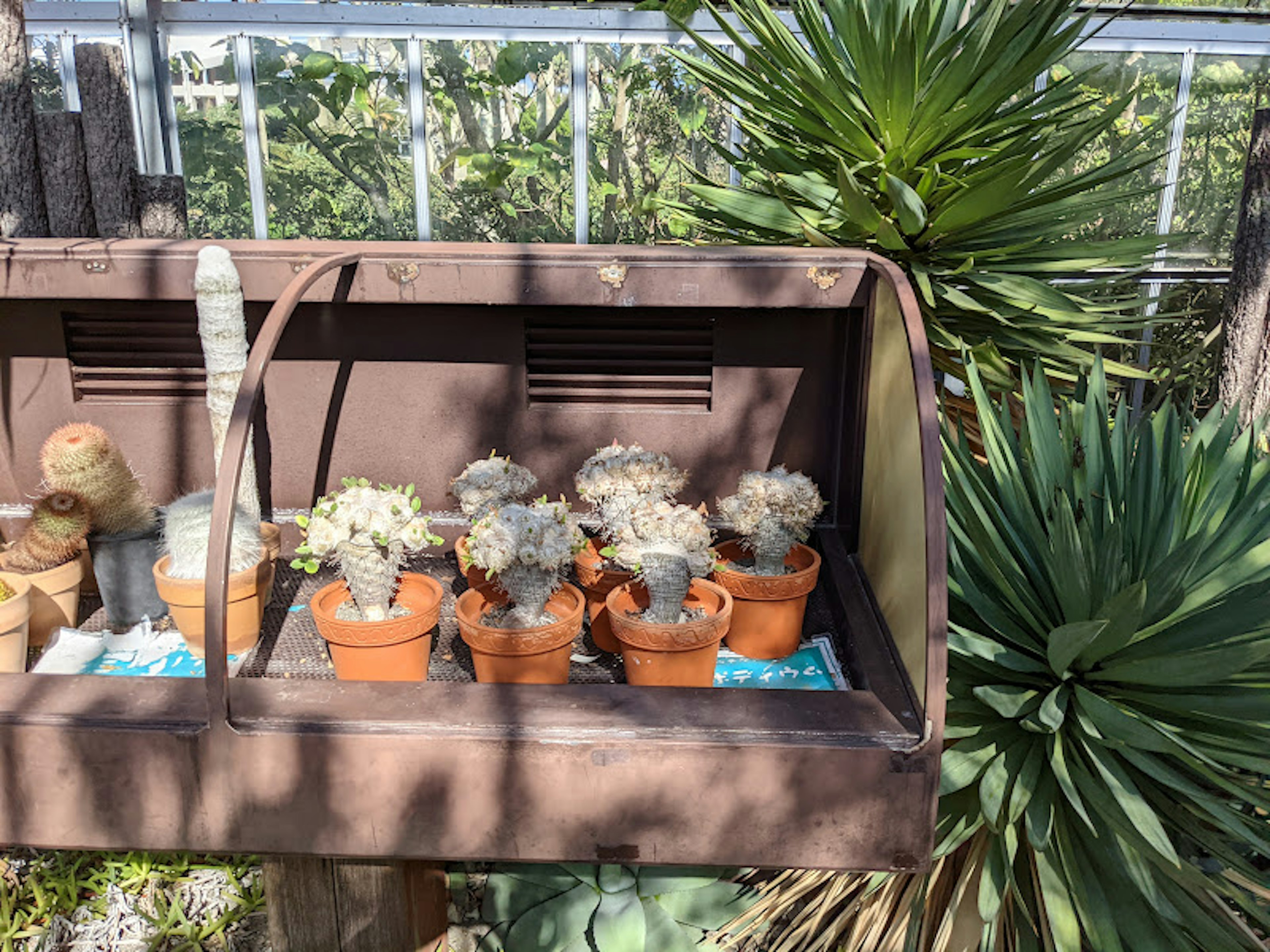 A vintage mailbox displaying several potted cacti with vibrant green foliage in the background