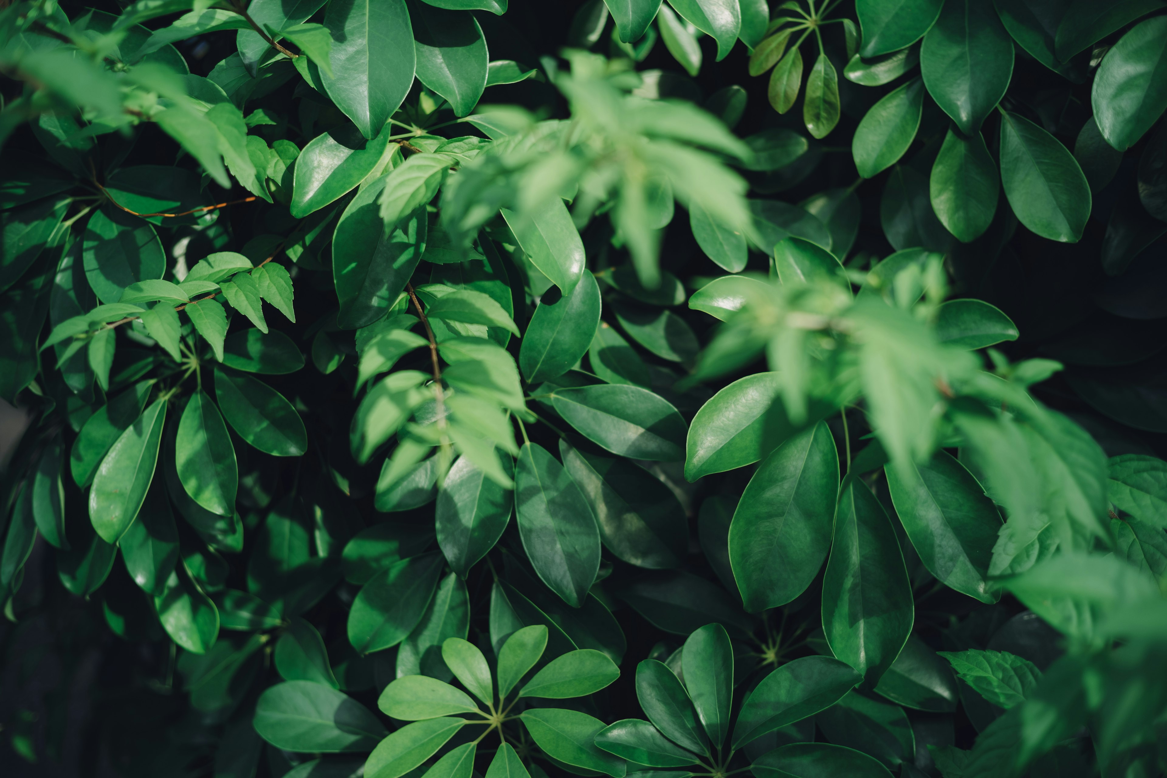 Close-up of lush green leaves from various plants