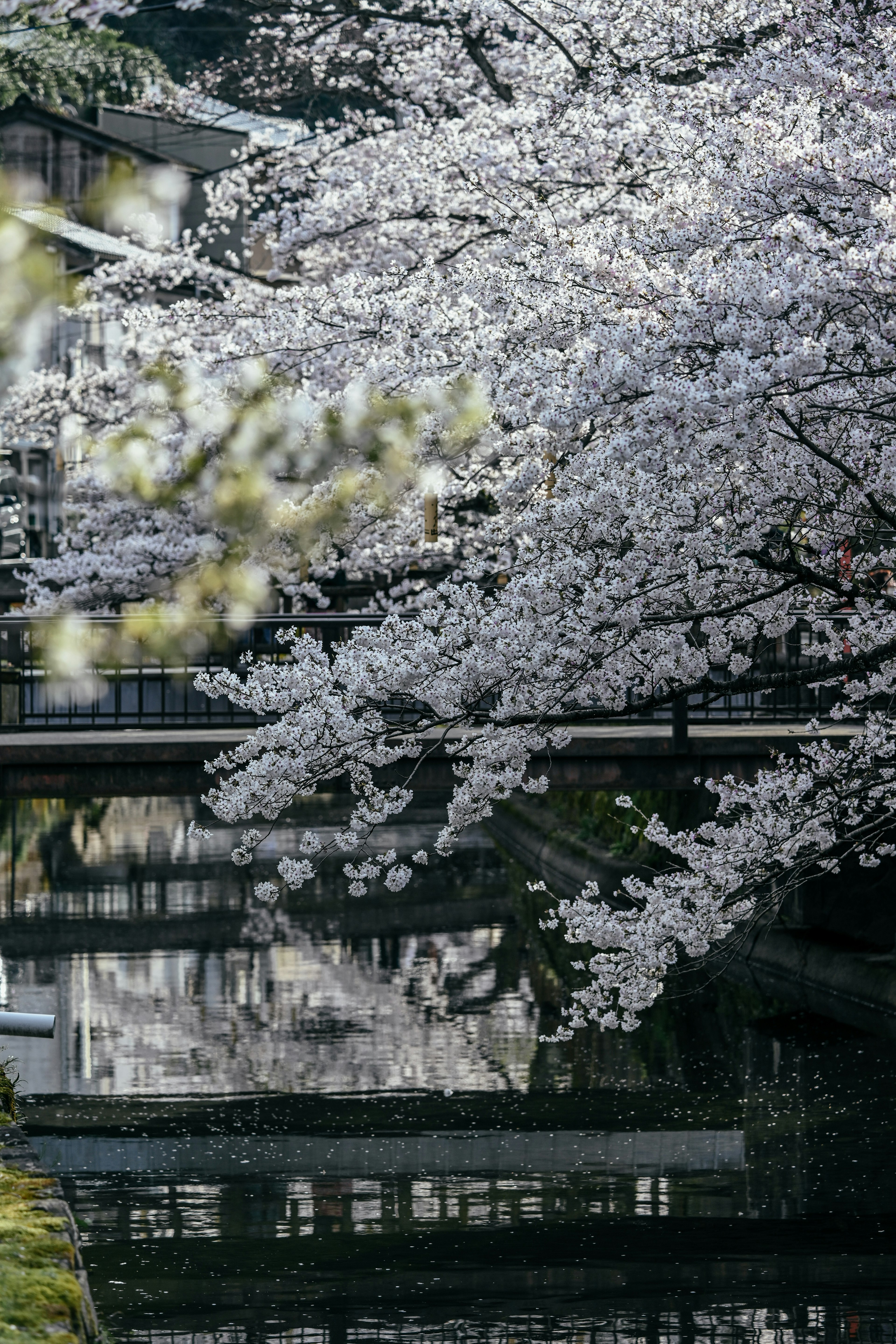 Pemandangan indah pohon sakura dengan pantulan di air