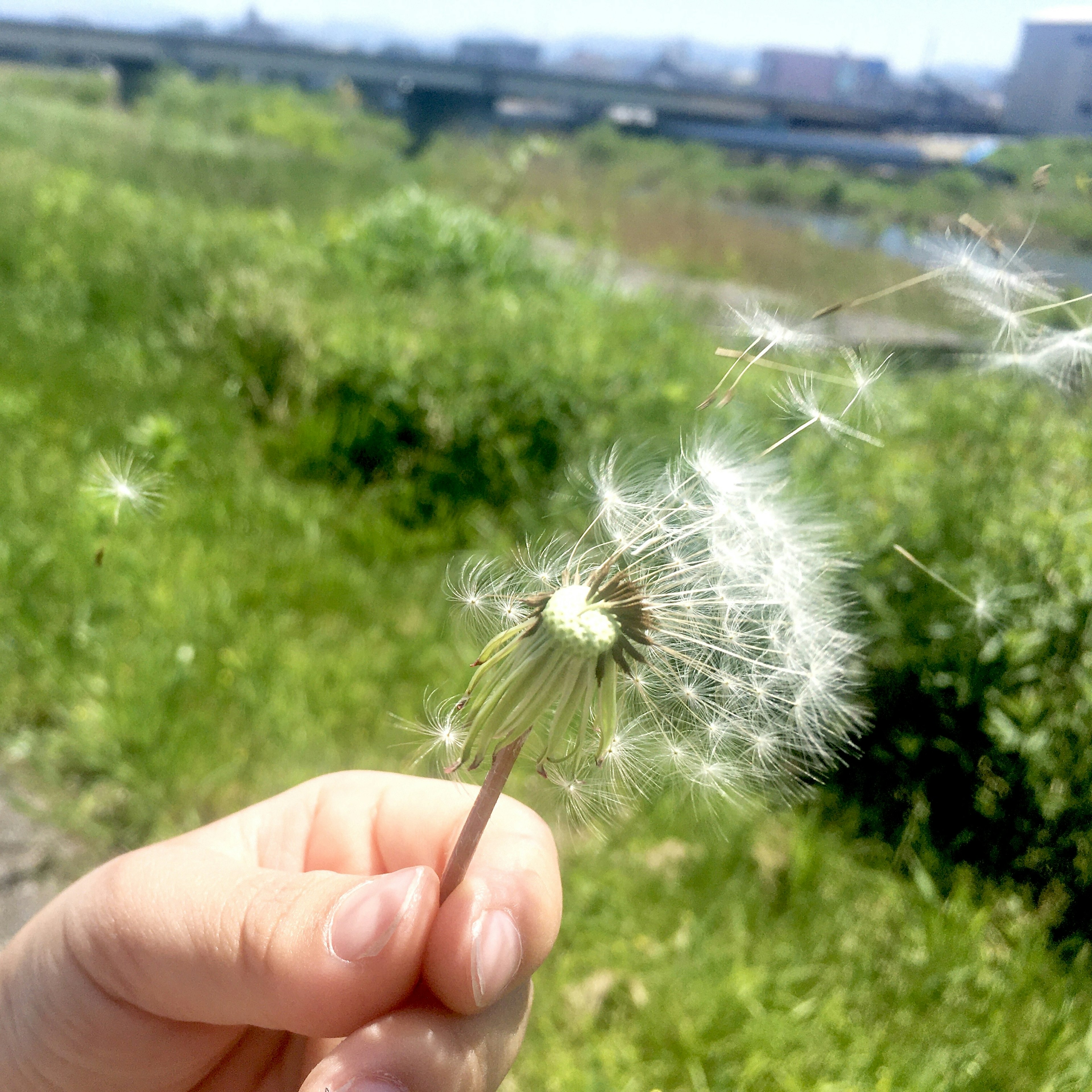 A hand holding a dandelion puffball with green grass and a river in the background