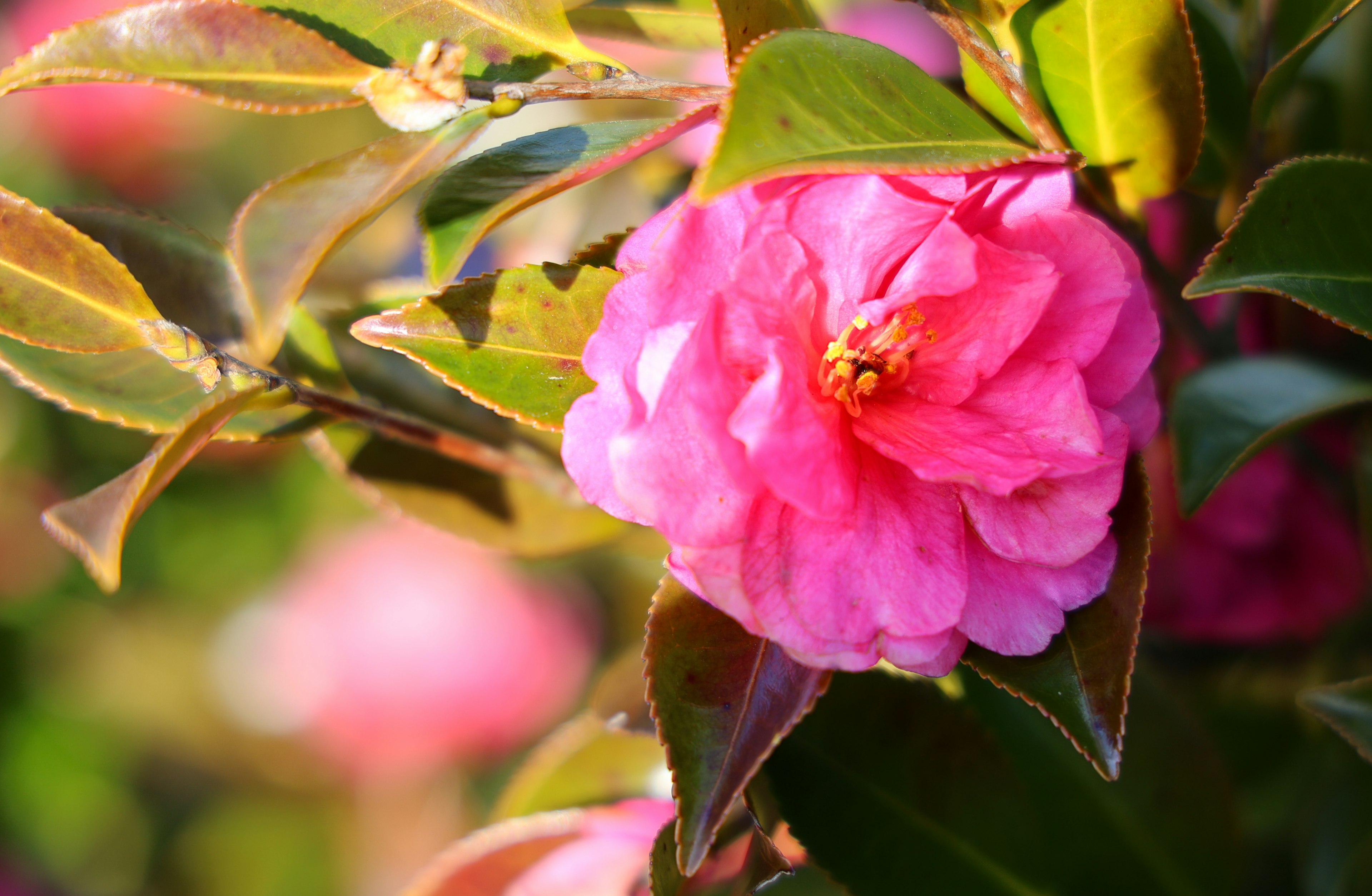 Kedekatan bunga pink cerah dikelilingi daun hijau