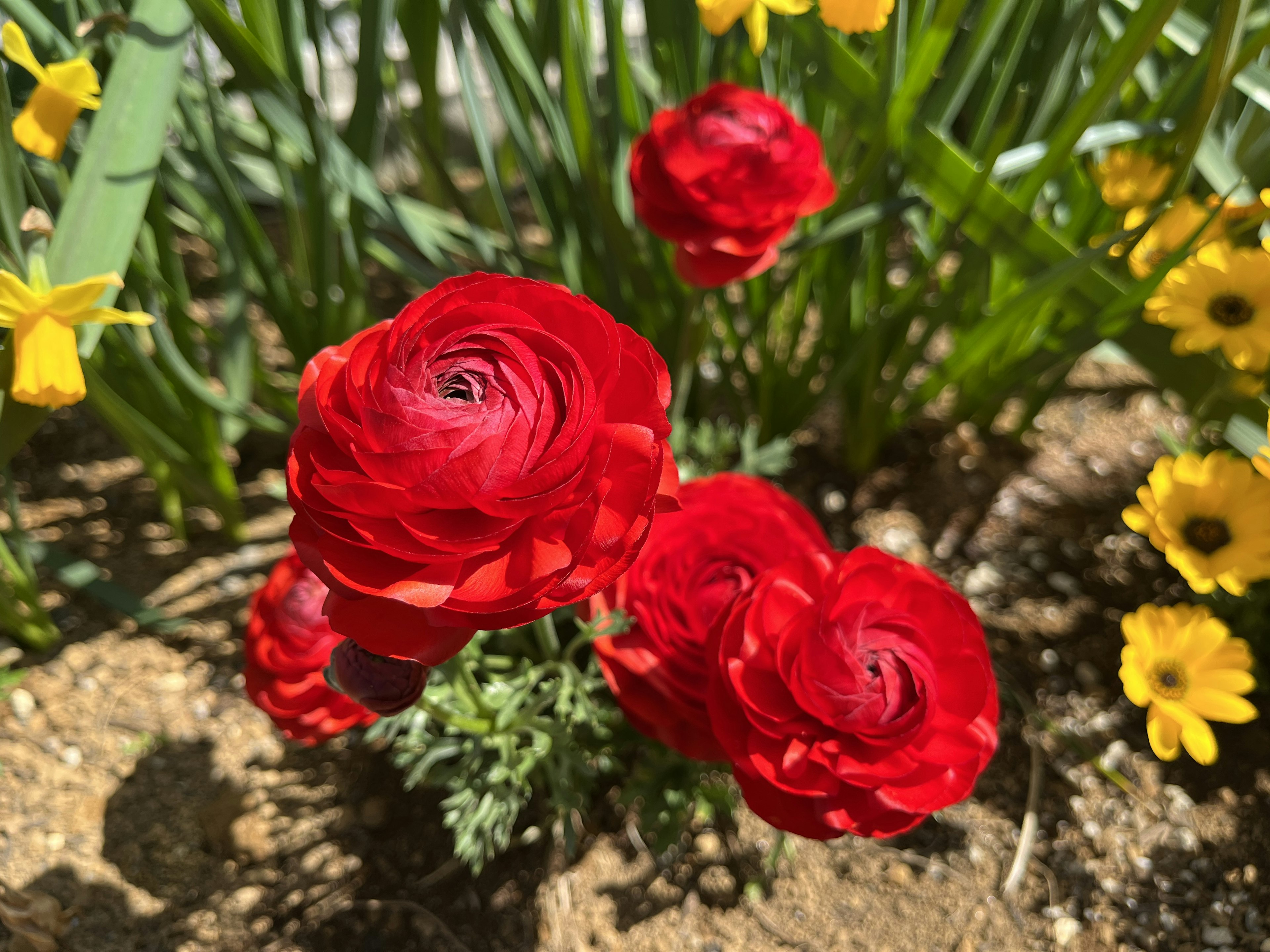 A garden scene featuring vibrant red ranunculus flowers surrounded by yellow daisies