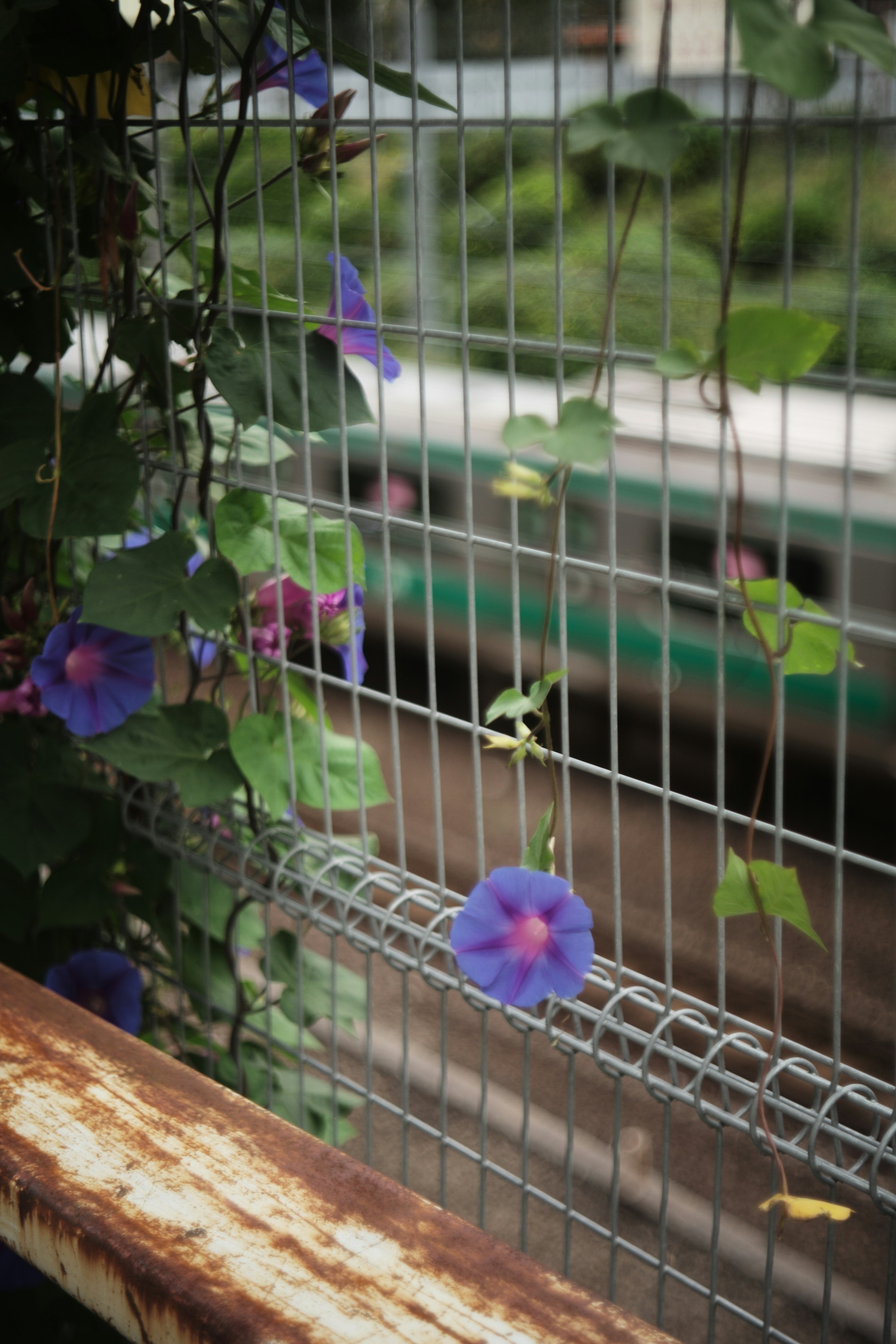 Fiori di gloria del mattino viola e foglie verdi che si arrampicano su una recinzione