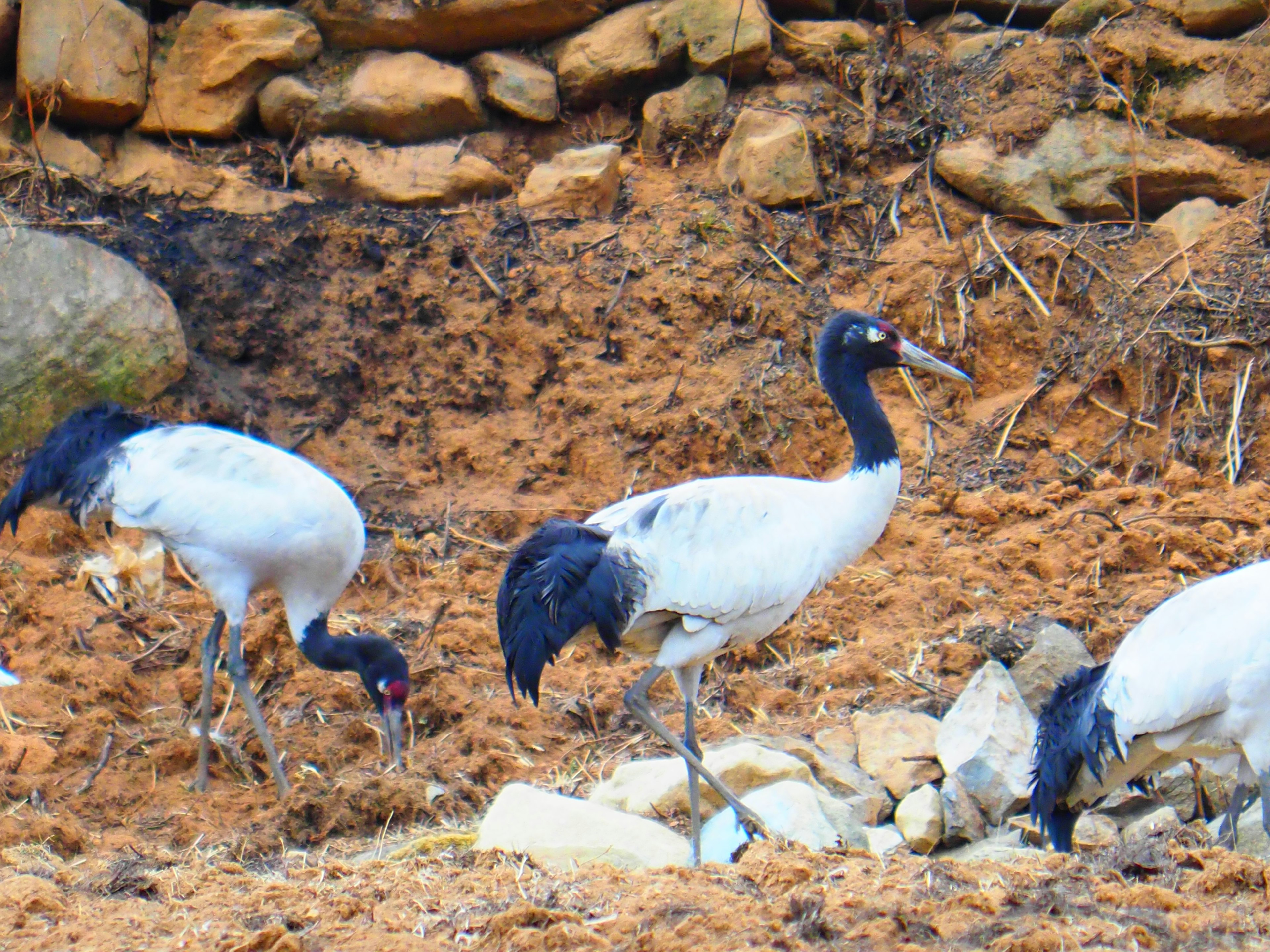 Des grues aux plumes blanches et aux têtes noires fouillant le sol