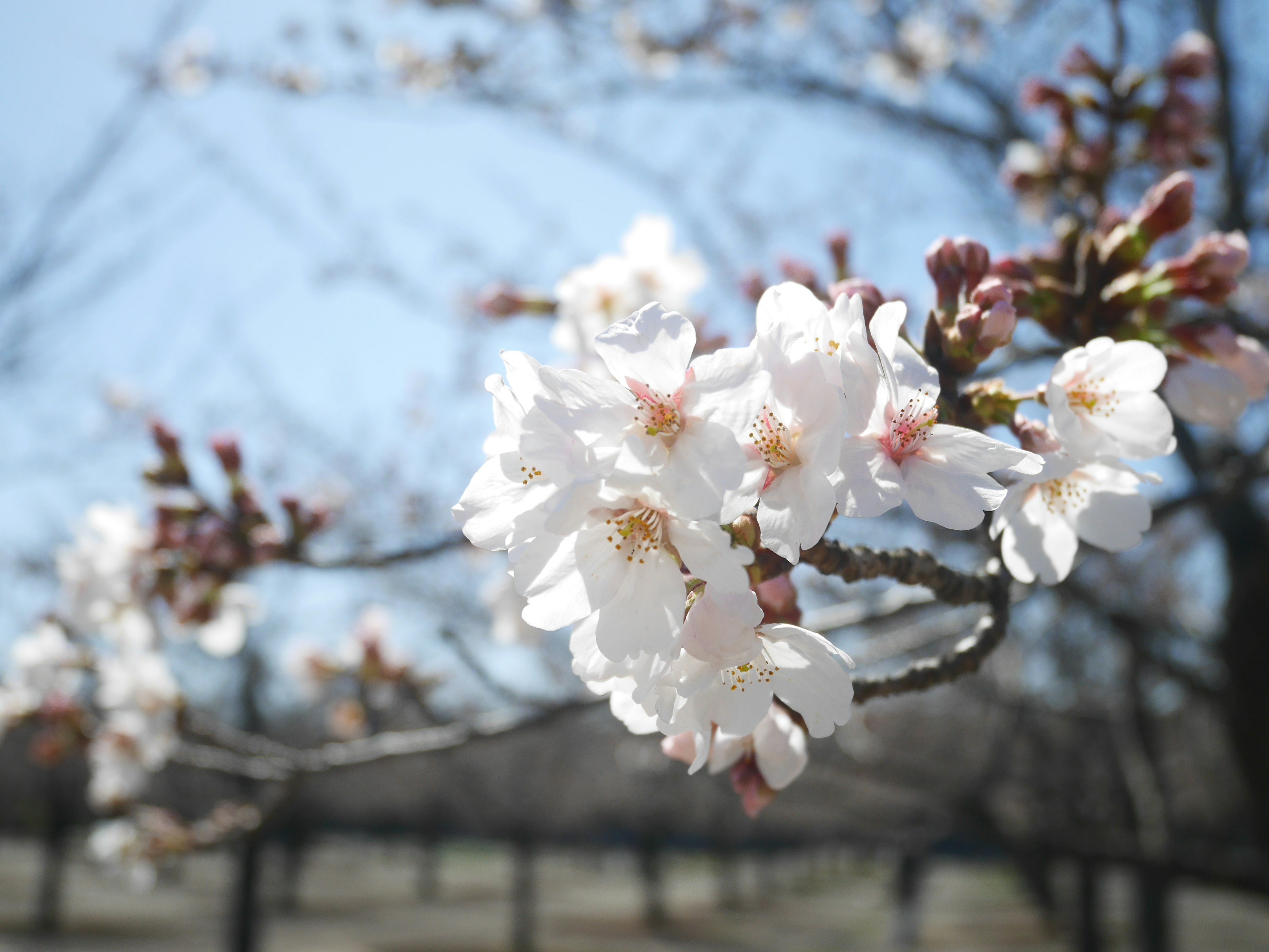 Close-up bunga sakura di cabang dengan latar belakang langit biru