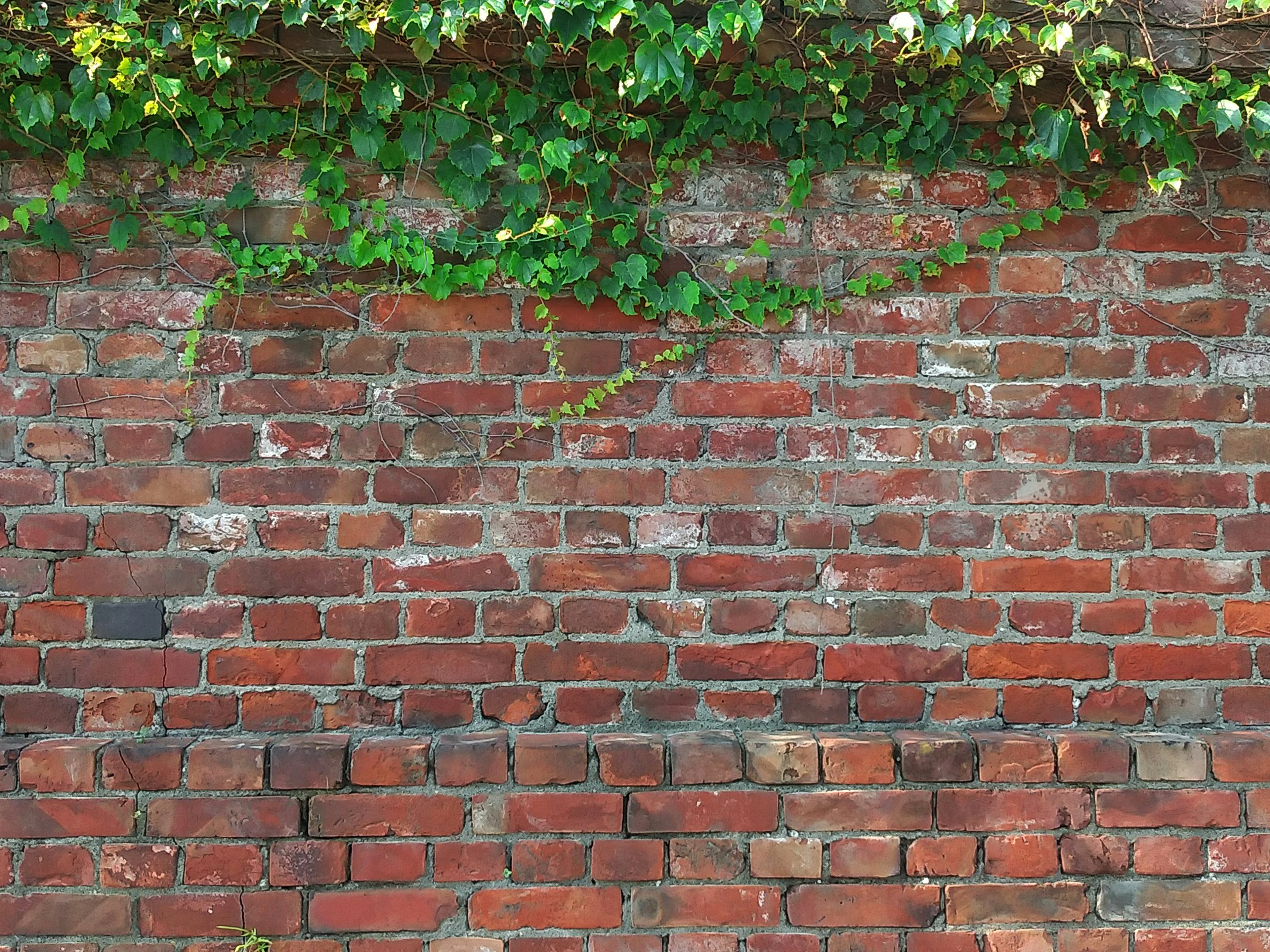 Brick wall with green climbing plants