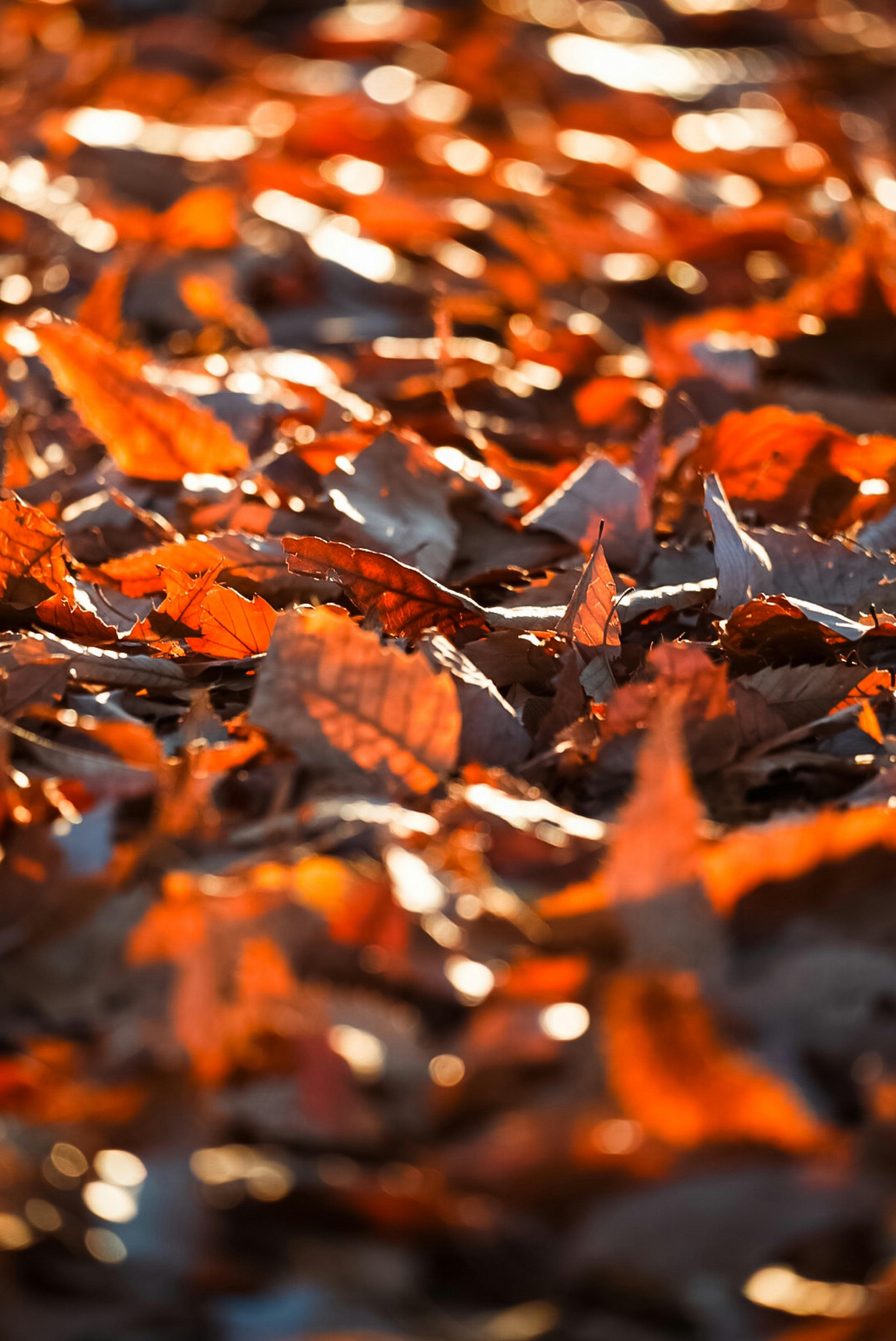 Nahaufnahme von herbstlichen Blättern, die auf dem Boden verstreut sind, mit lebhaften Orange- und Brauntönen