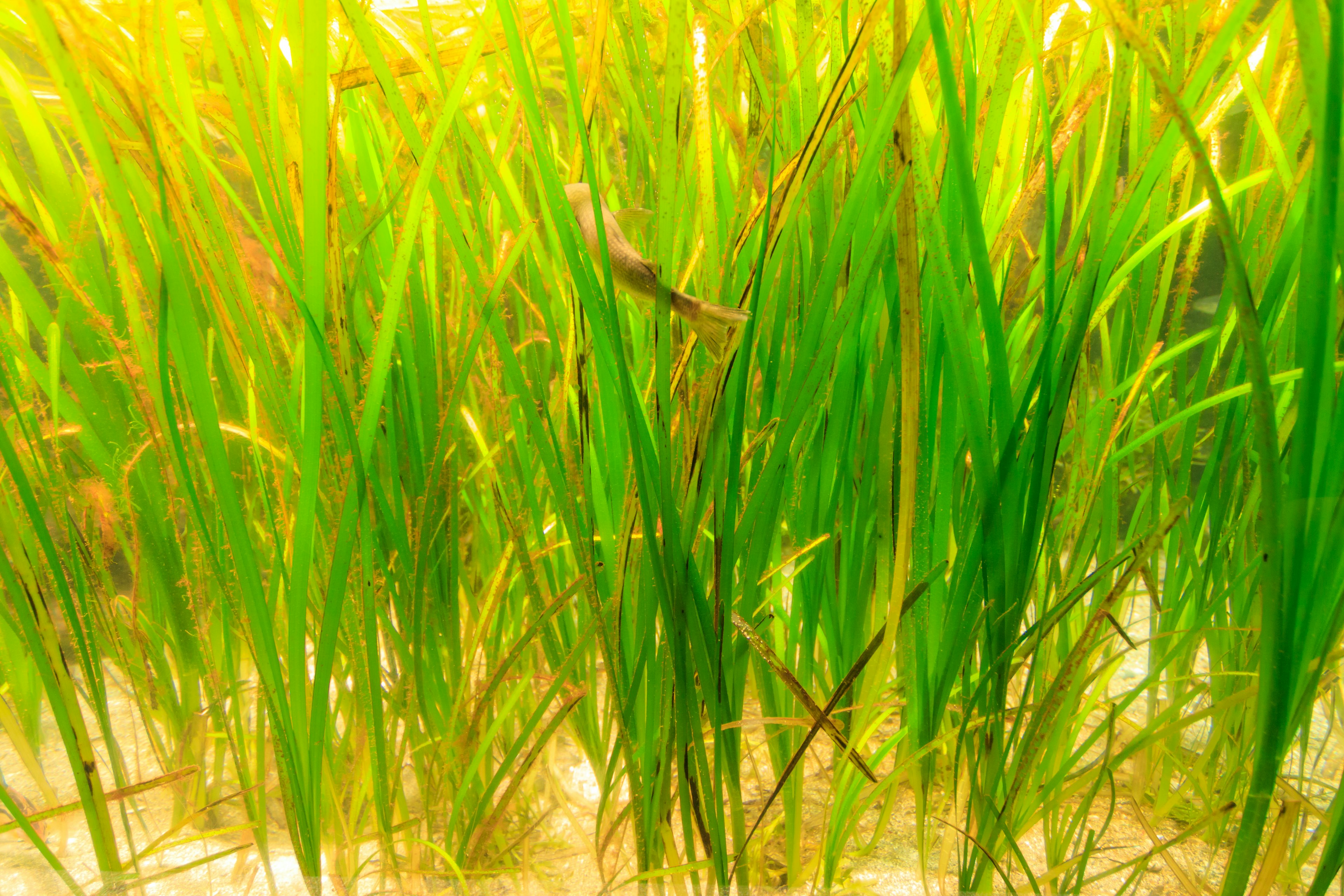 Underwater view of lush green grass with sunlight filtering through