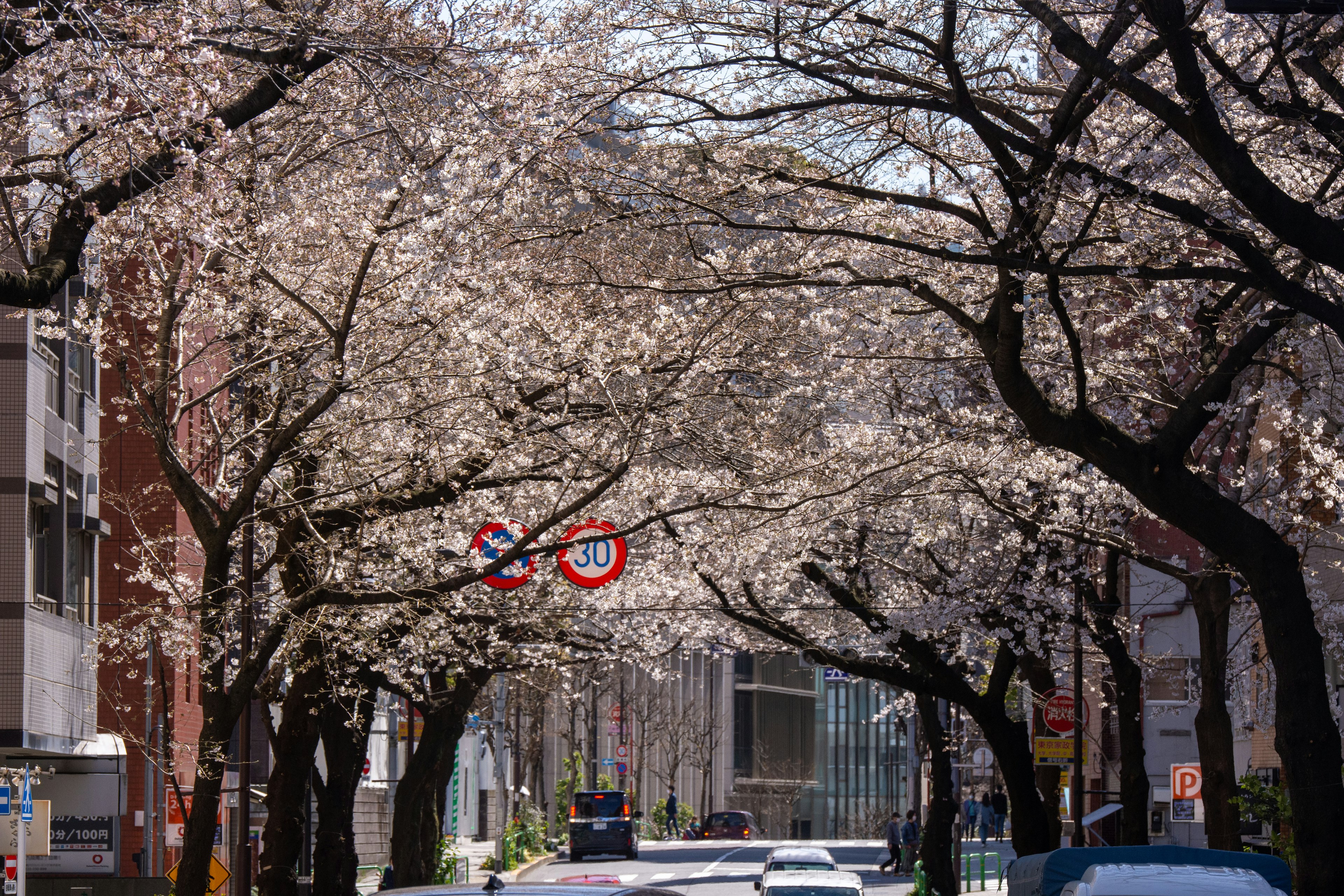 桜の木が並ぶ街道と青空