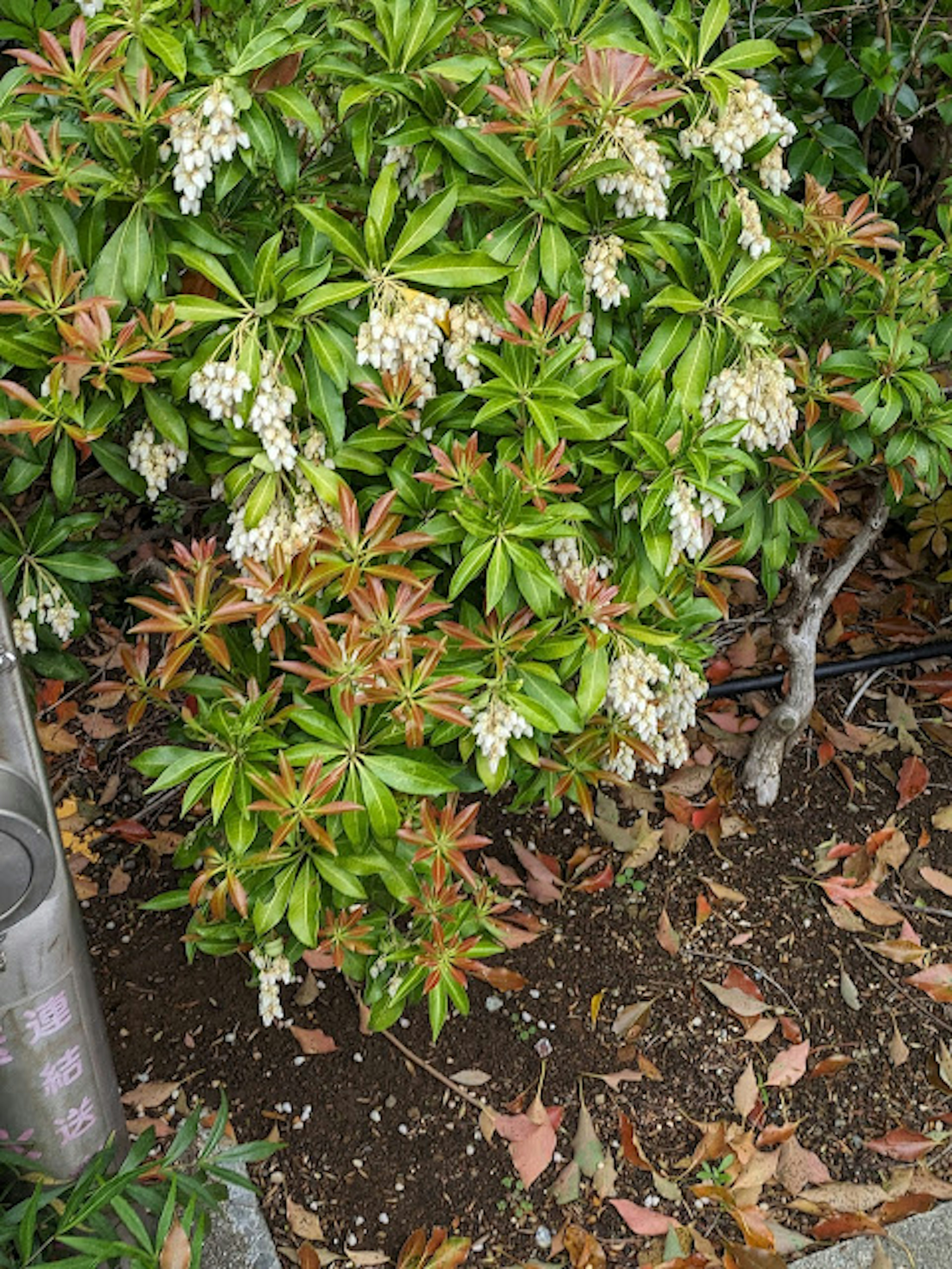 Primo piano di un arbusto basso con foglie verdi e fiori bianchi