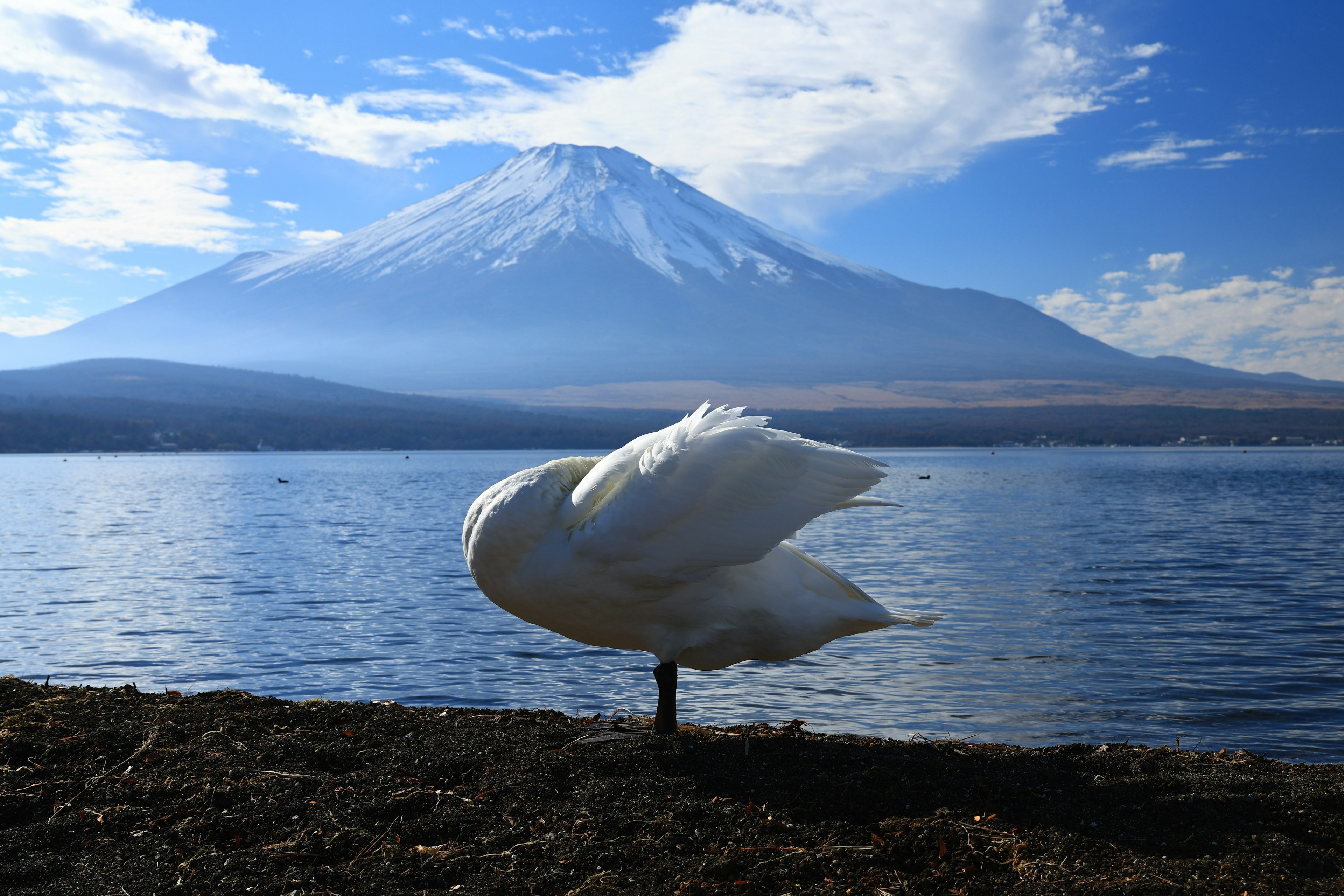 Un cigno che si sistema le piume sulla riva del lago con il Monte Fuji sullo sfondo