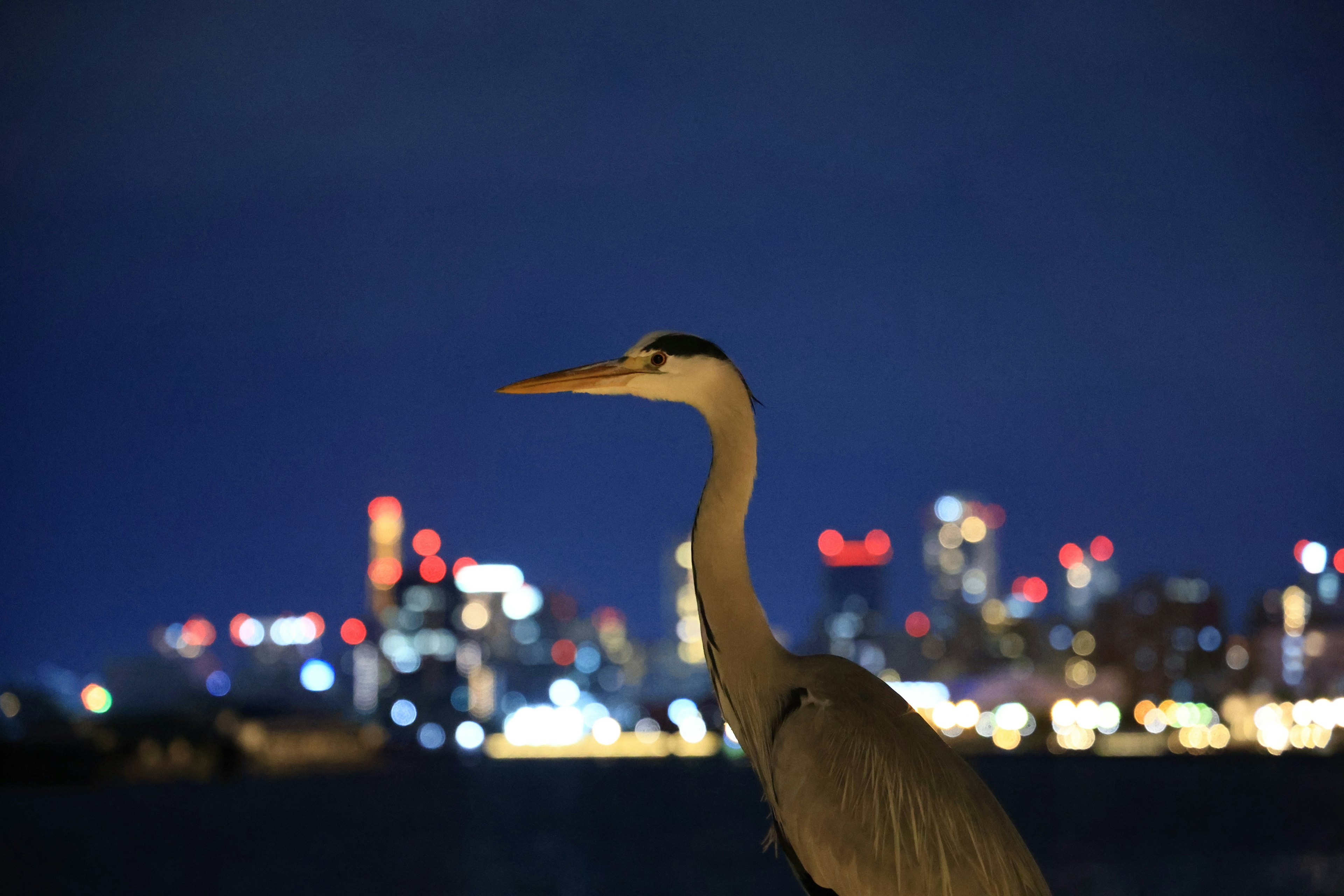 Close-up of a heron with a city skyline at night in the background