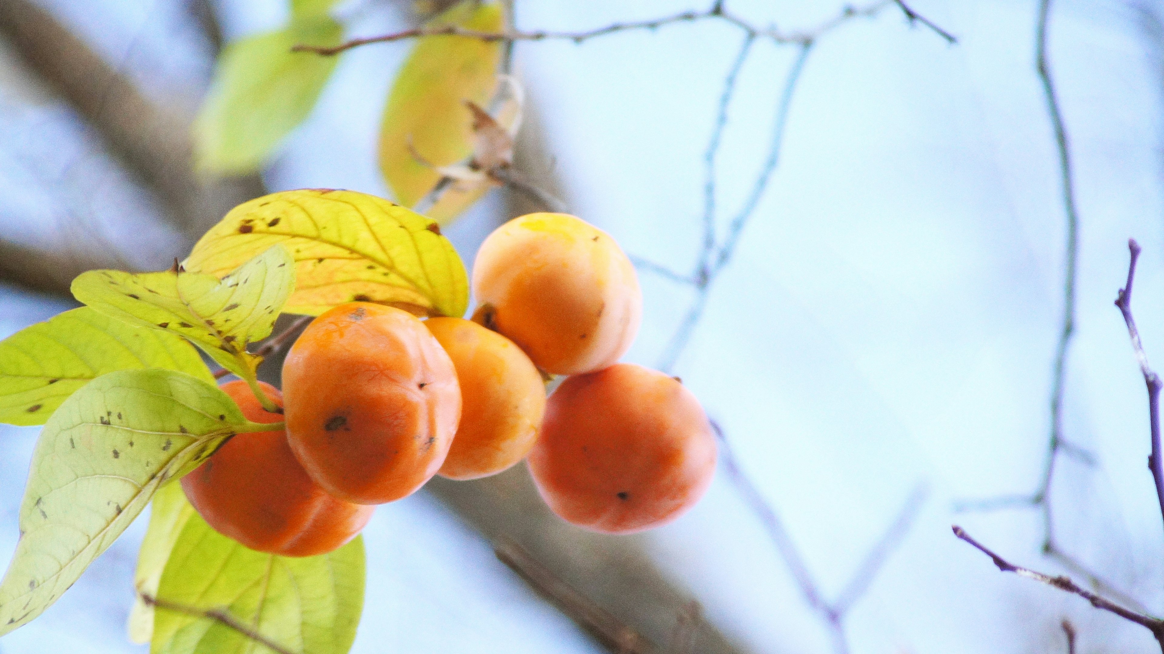 Orange persimmons hanging from branches with green leaves against a blue sky