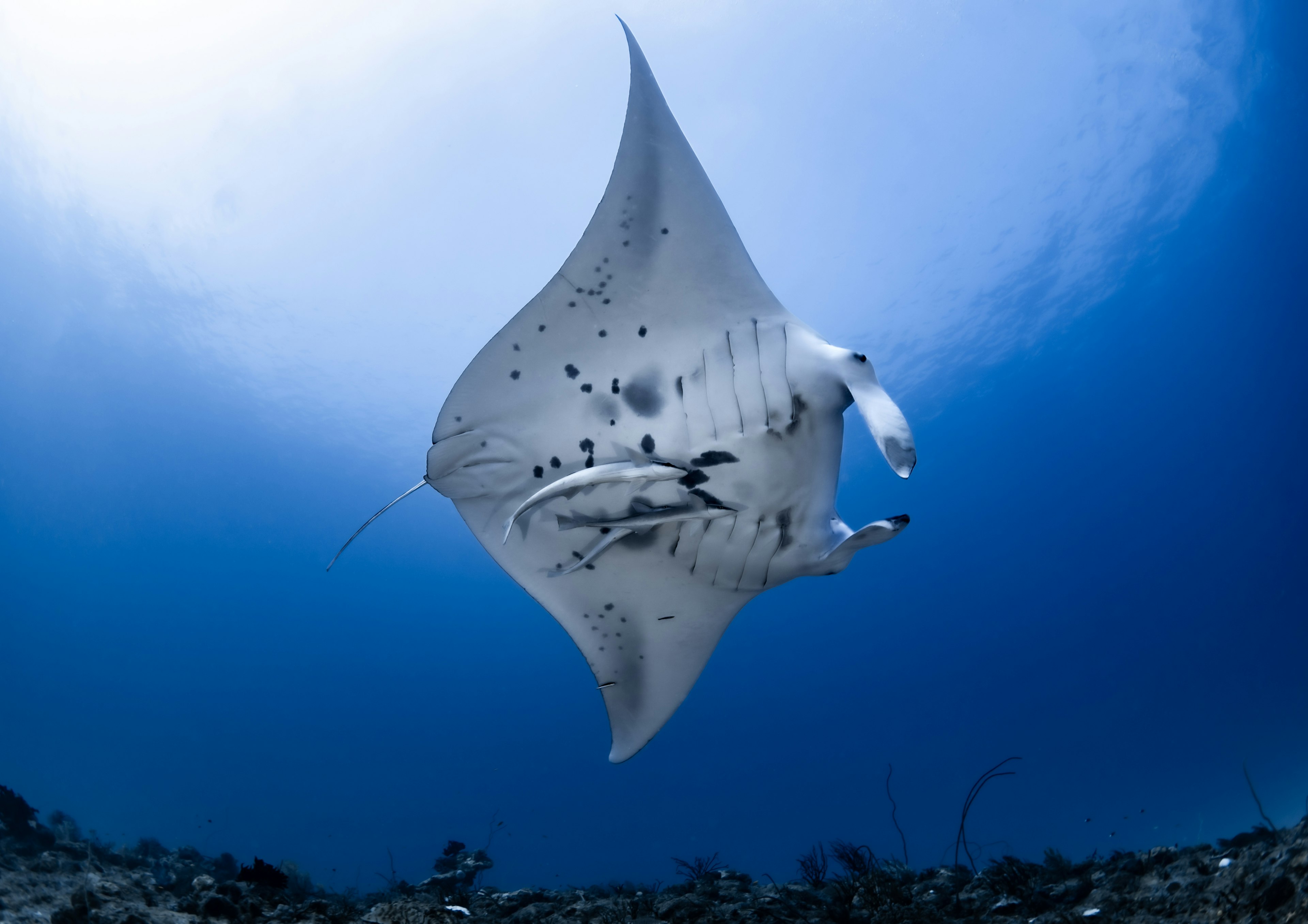 Manta yang berenang di laut biru dalam dengan bentuk yang khas