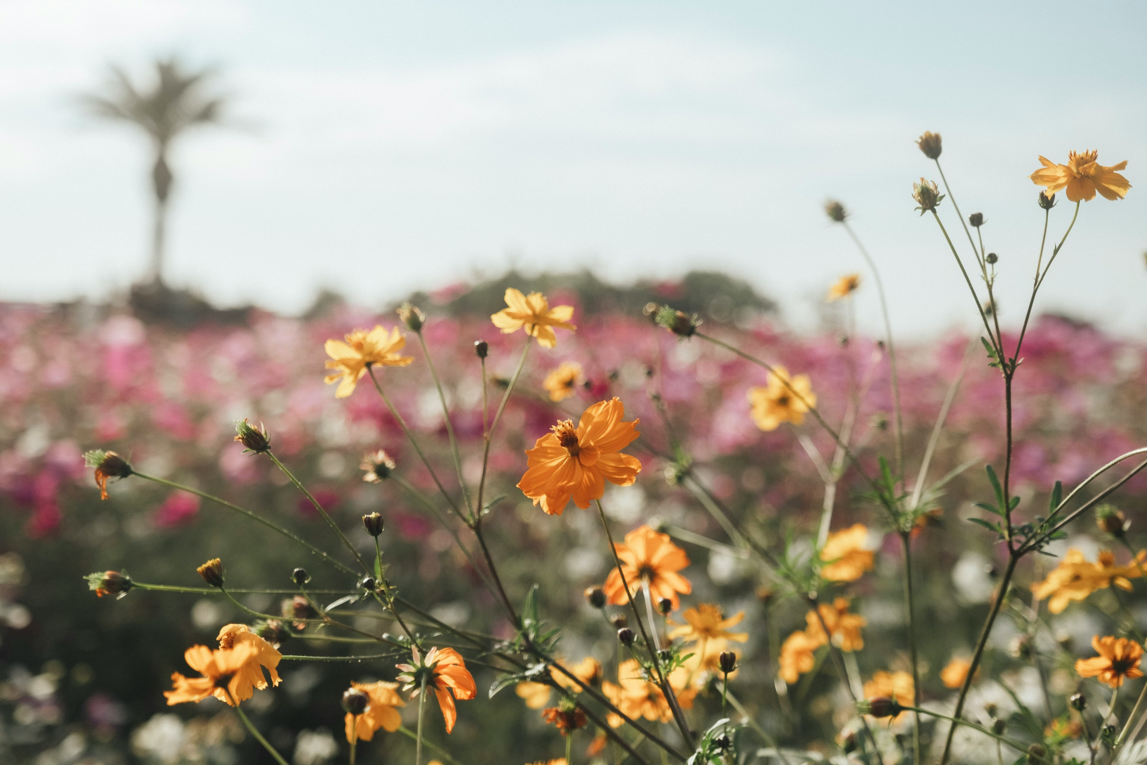 色とりどりの花が咲く風景に黄色い花が前面にあり、背景にはピンクの花が広がる