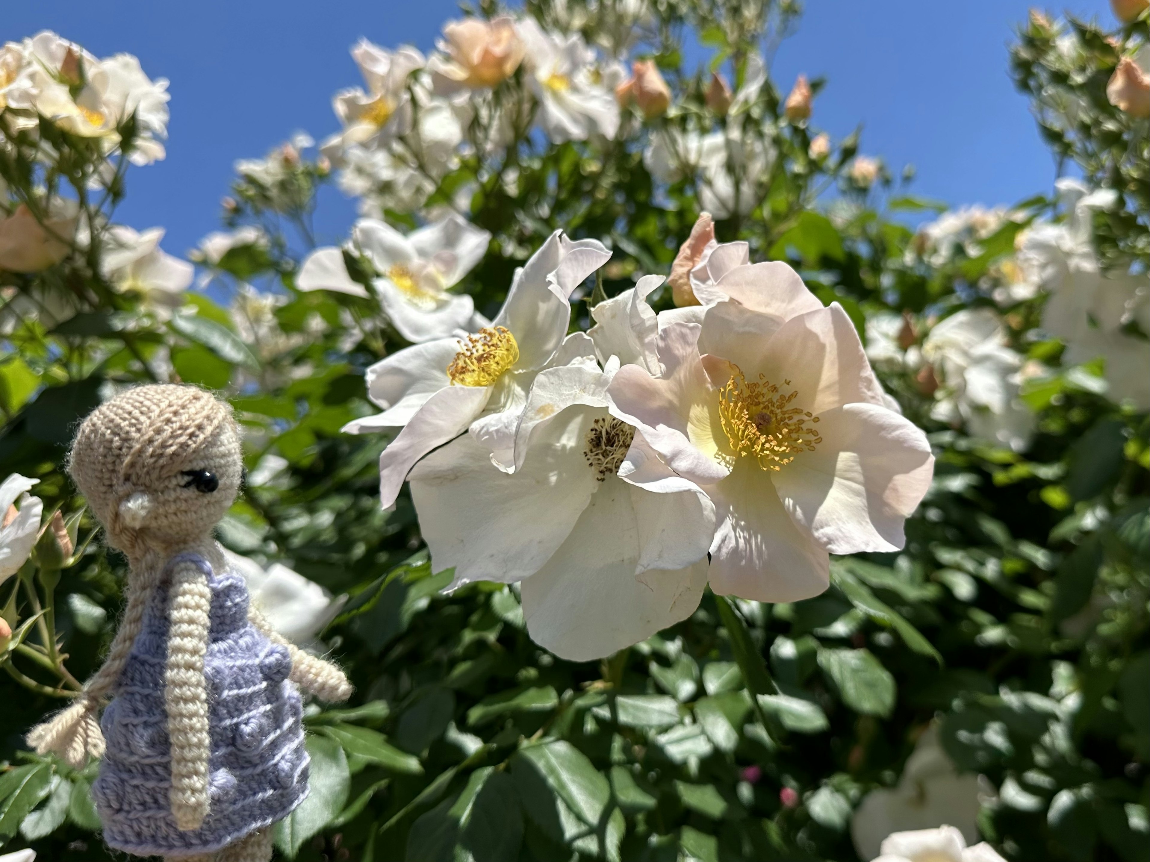 白いバラの花と小さなぬいぐるみの人形が並ぶ夏の風景