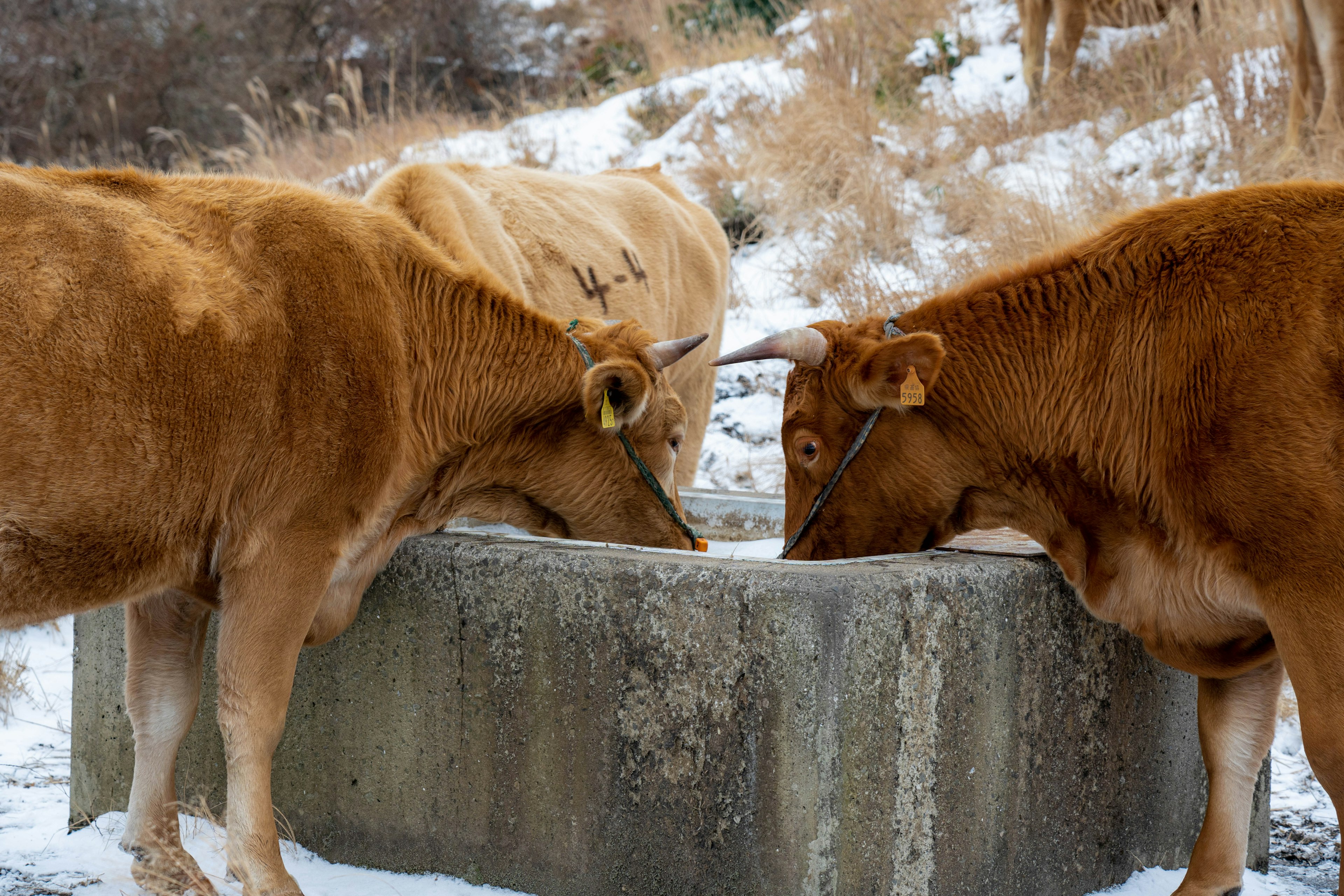 Des vaches buvant dans un abreuvoir dans un paysage hivernal