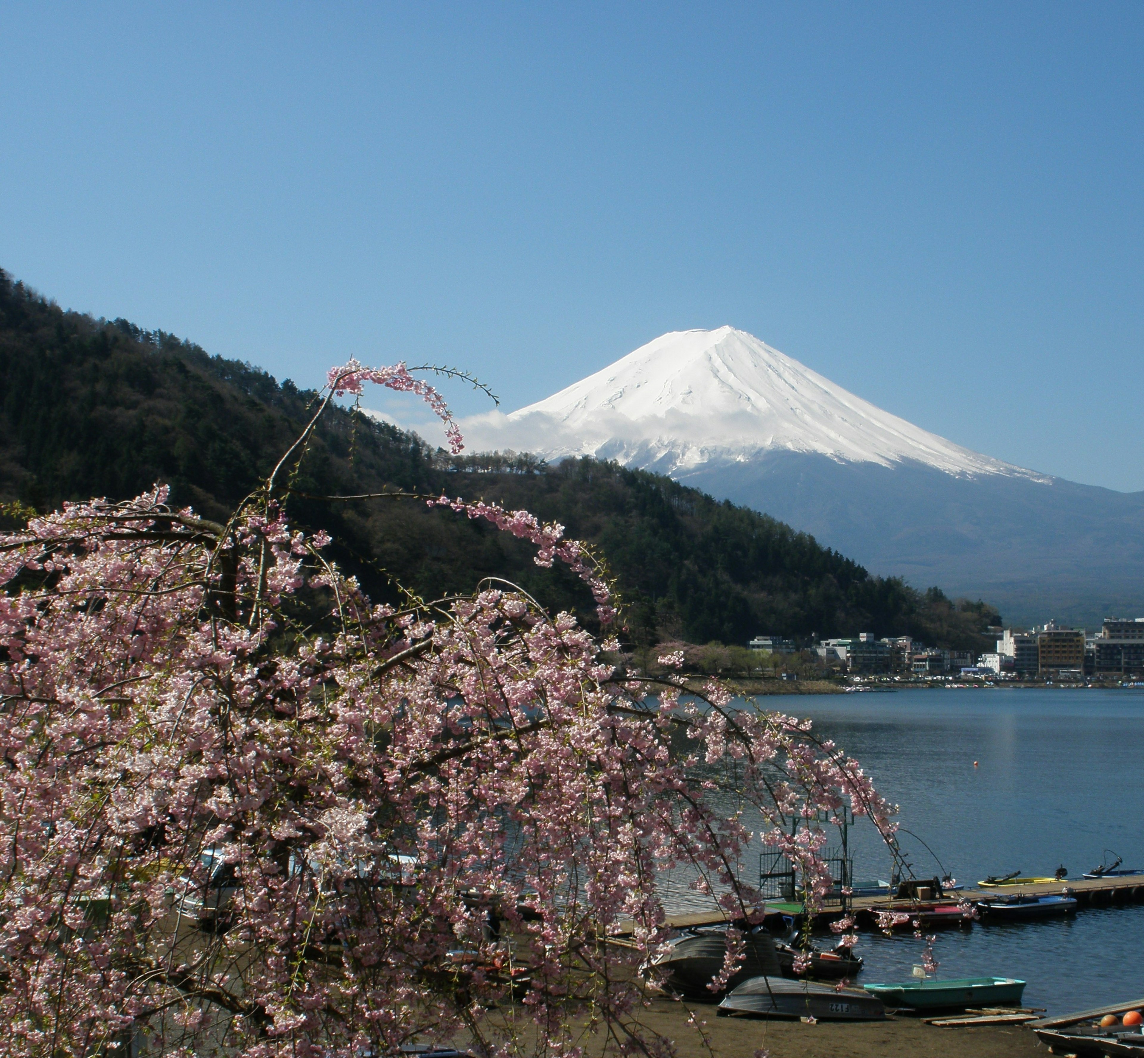 富士山と桜の花が咲く美しい風景