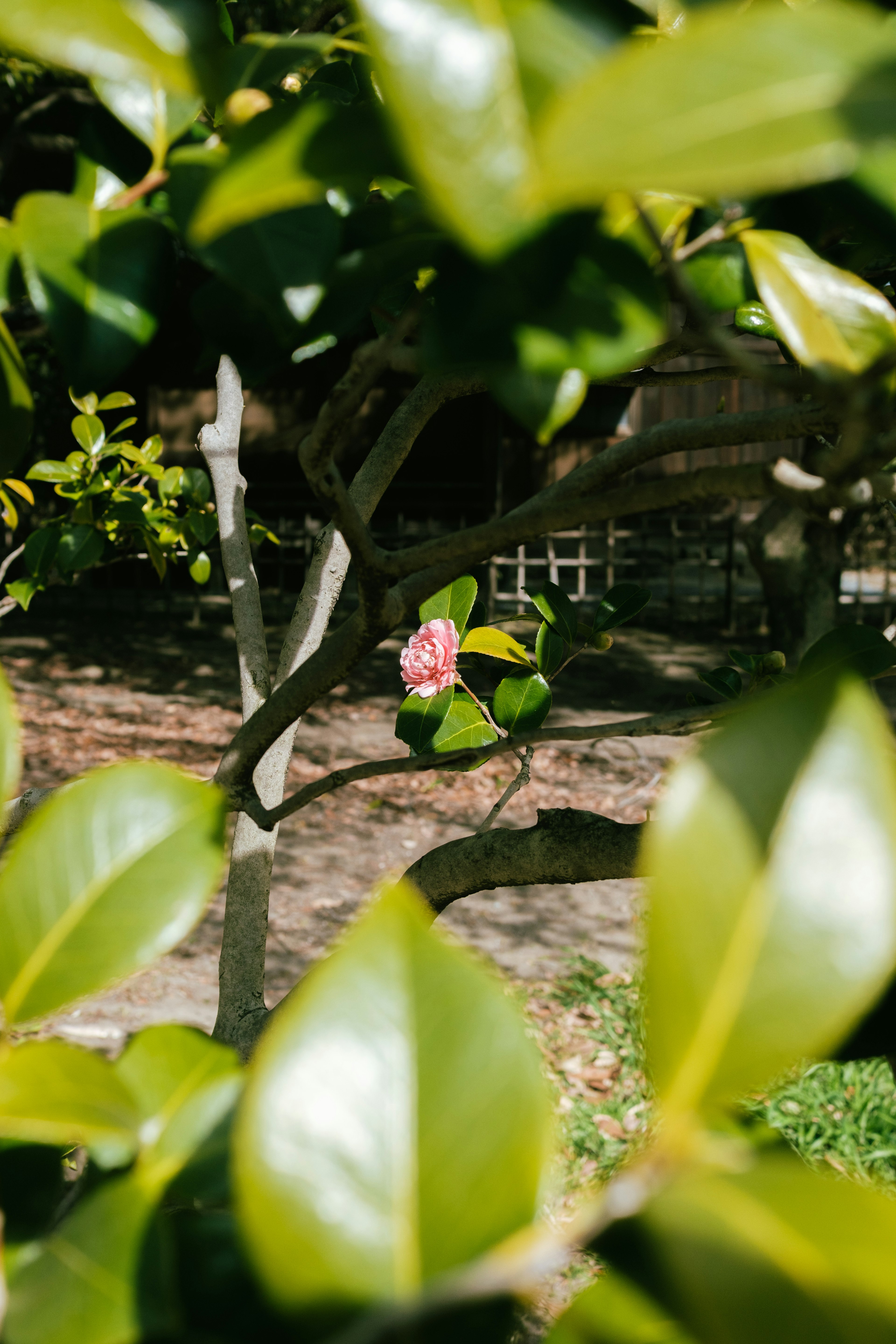 緑の葉に囲まれた薄いピンクの花が見える風景