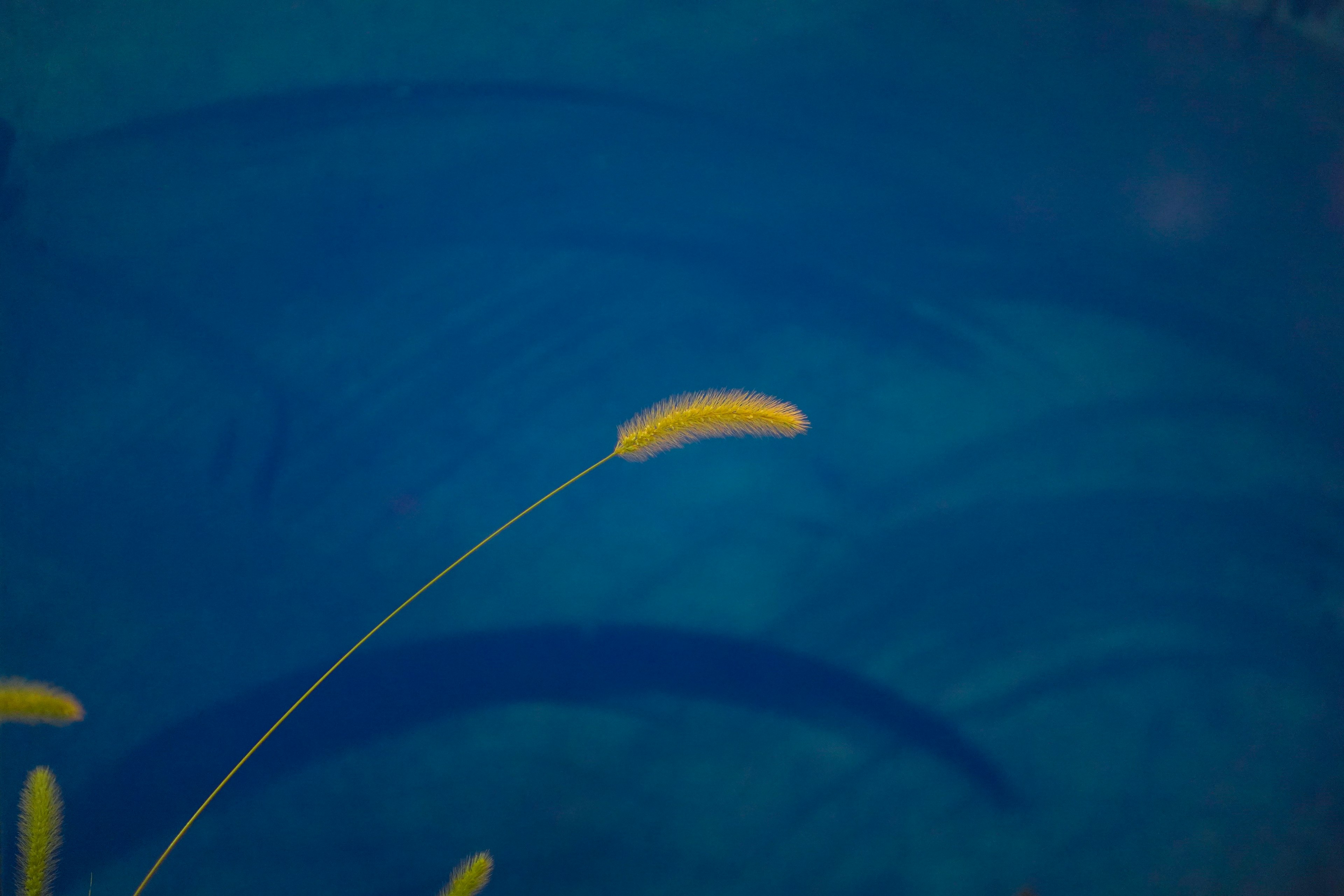 Gelber Pflanzenstiel und Blatt vor blauem Hintergrund