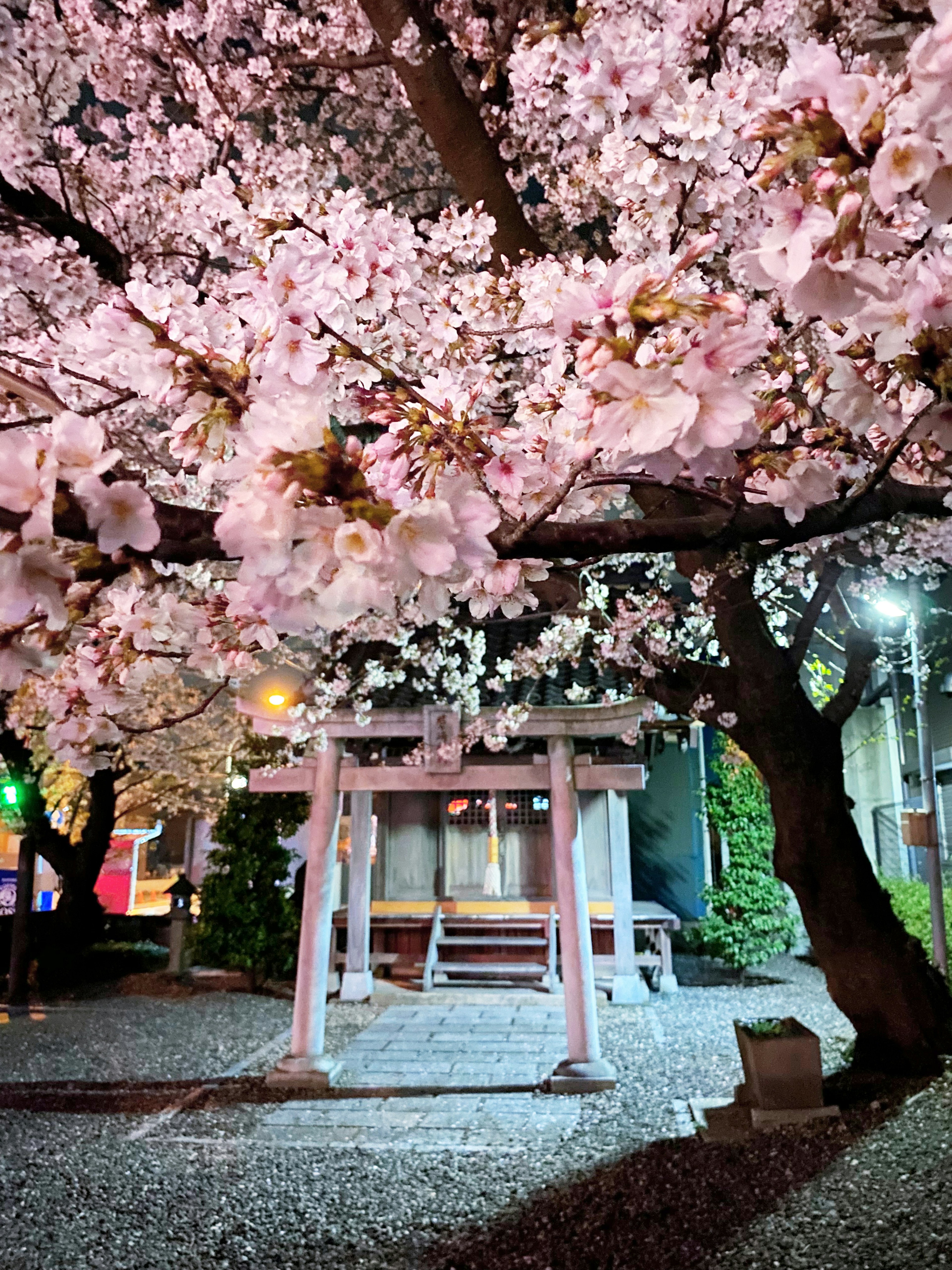 Nachtansicht eines Torii und einer Bank unter Kirschblüten