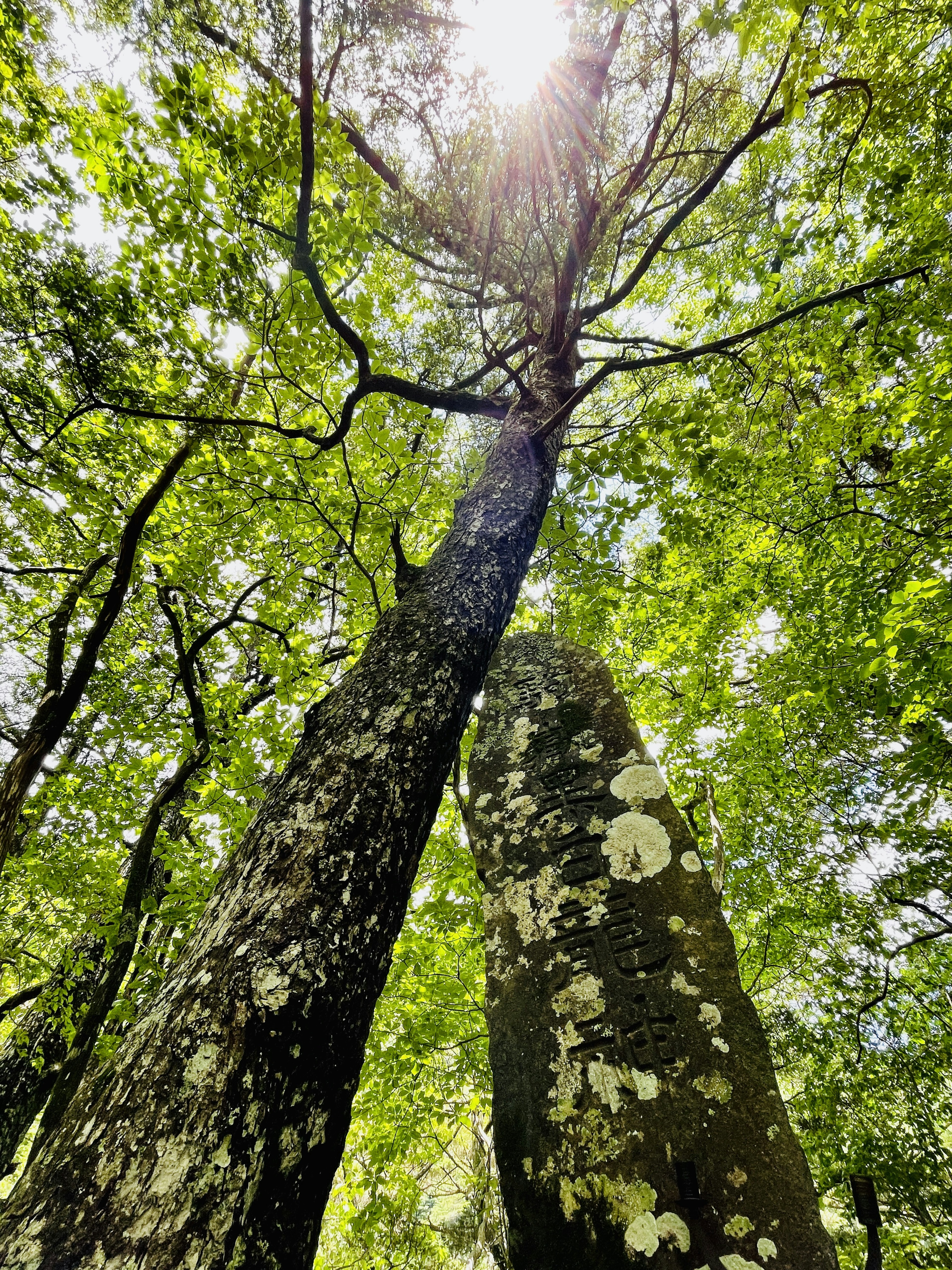 Zwei Bäume, die sich in einem üppigen grünen Wald kreuzen, mit Sonnenlicht, das hindurchscheint