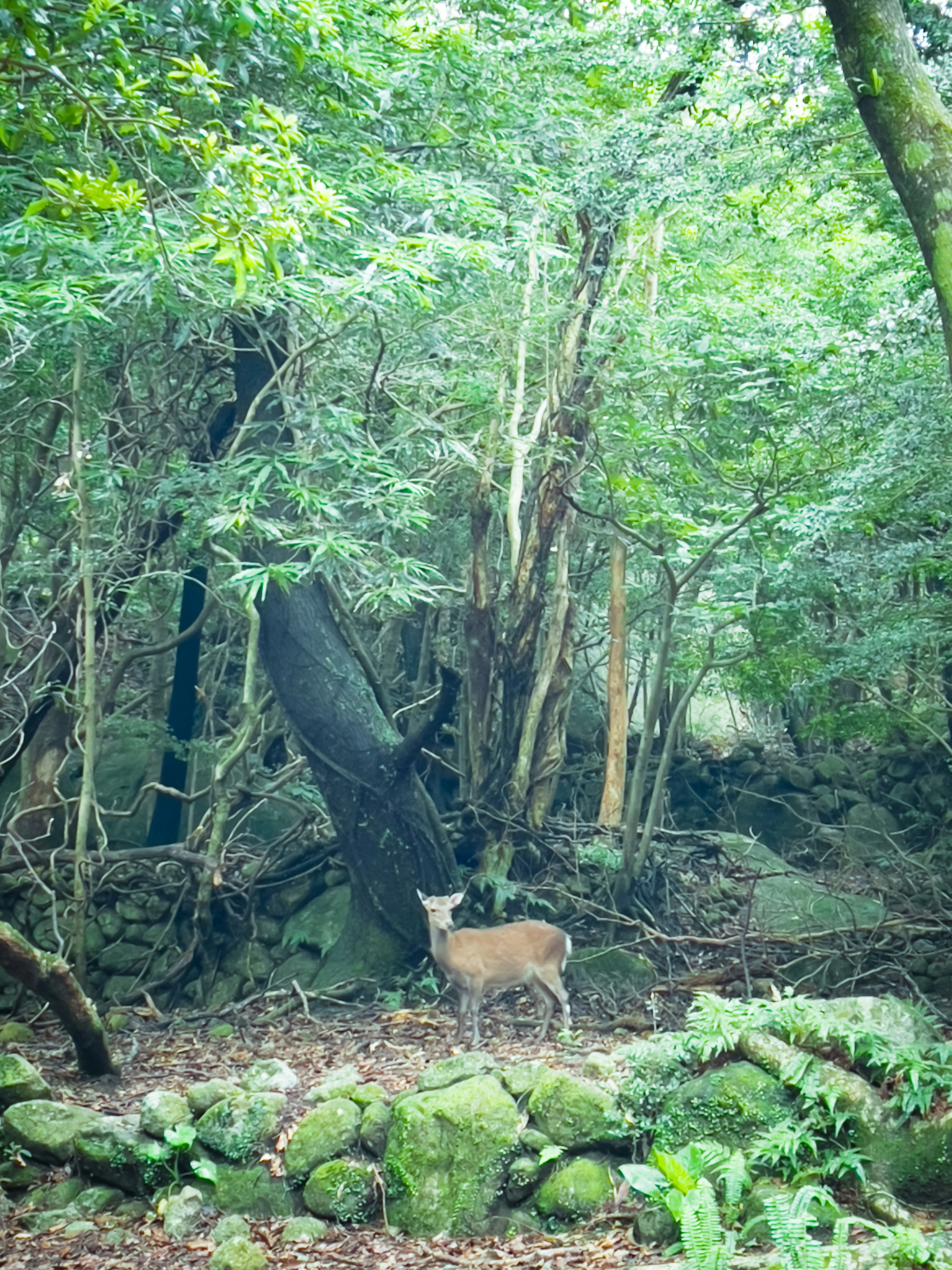 Seekor rusa berdiri di hutan hijau yang rimbun