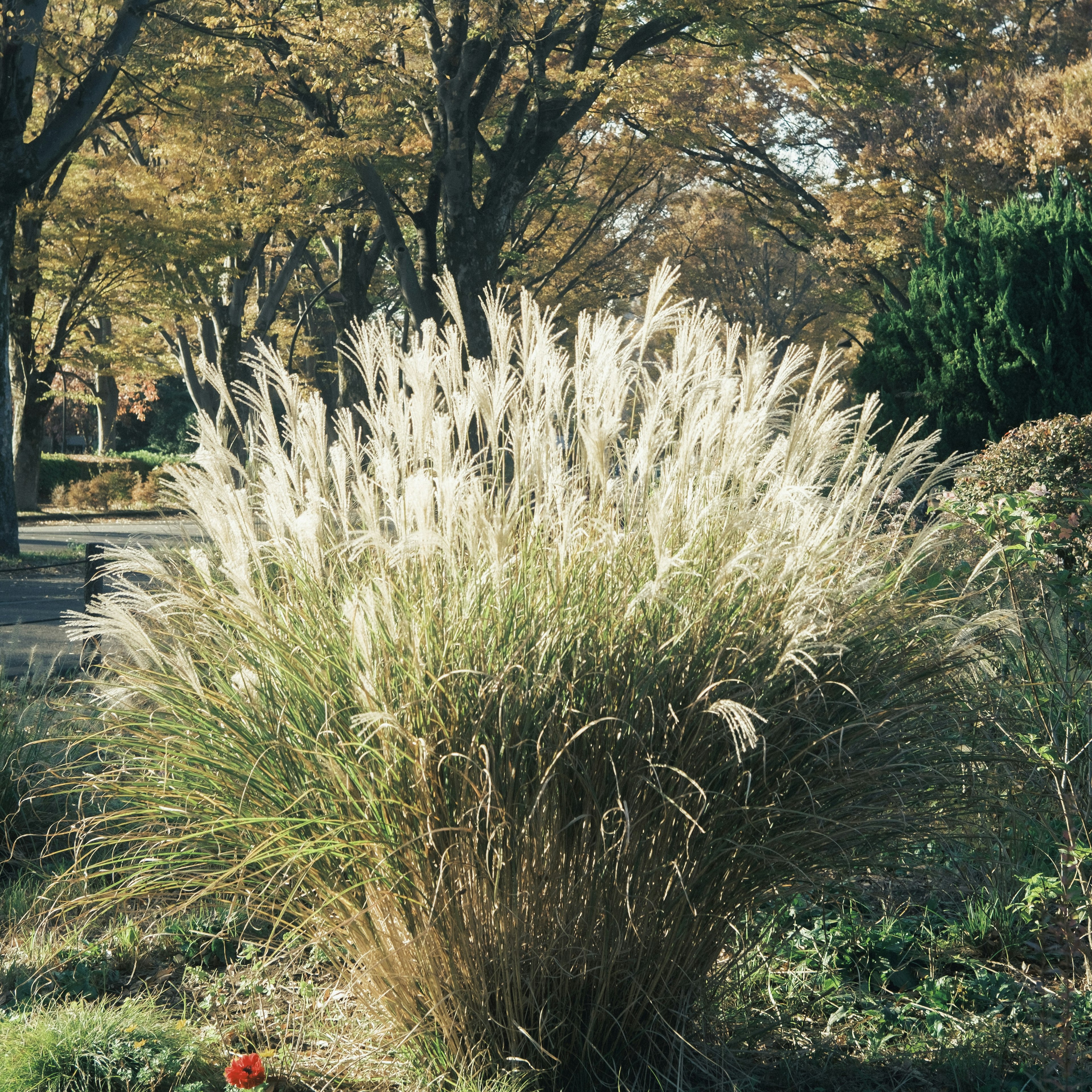 Großes Gras mit flauschigen weißen Ähren in einem Park