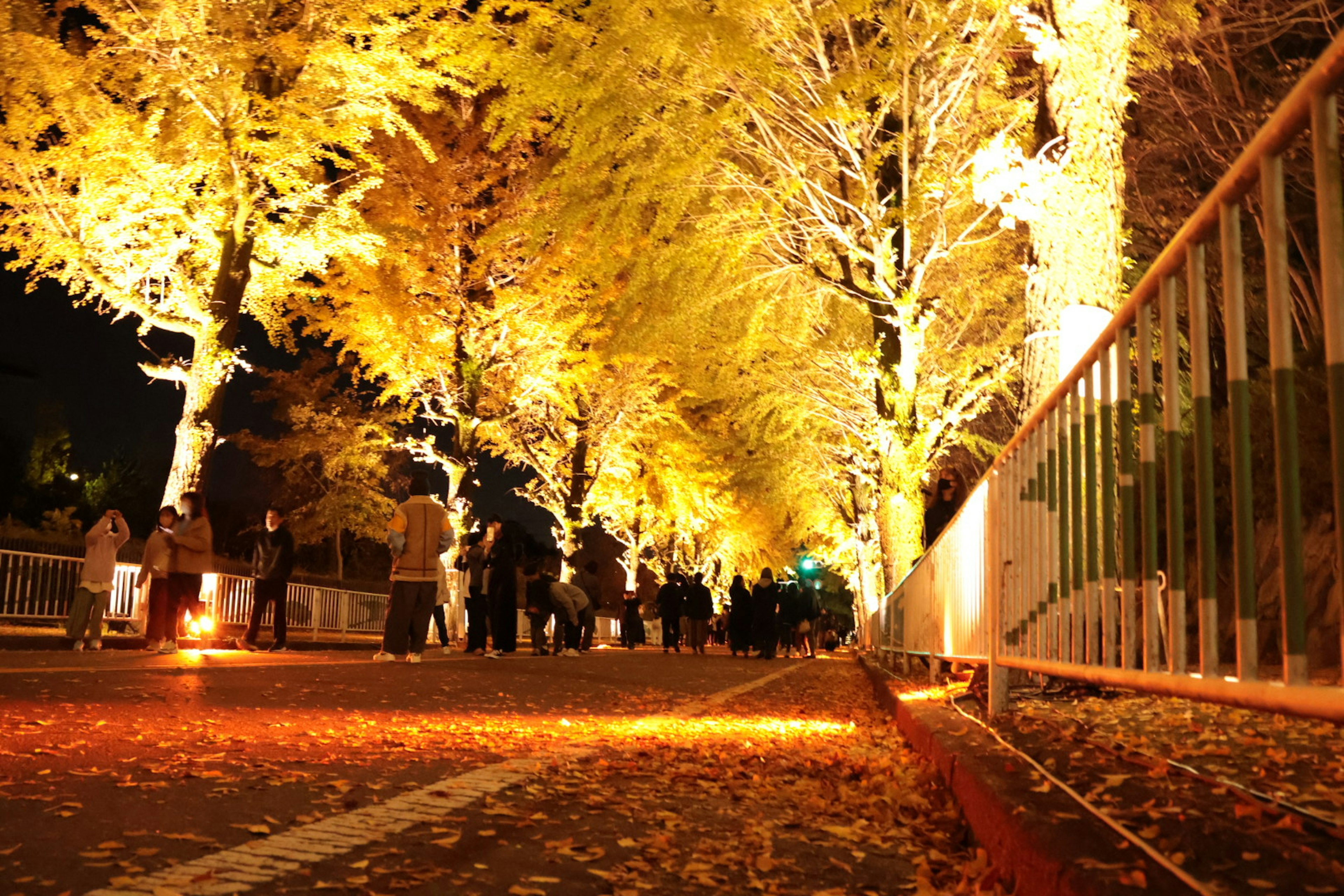 Illuminated yellow trees lining a street at night with fallen leaves