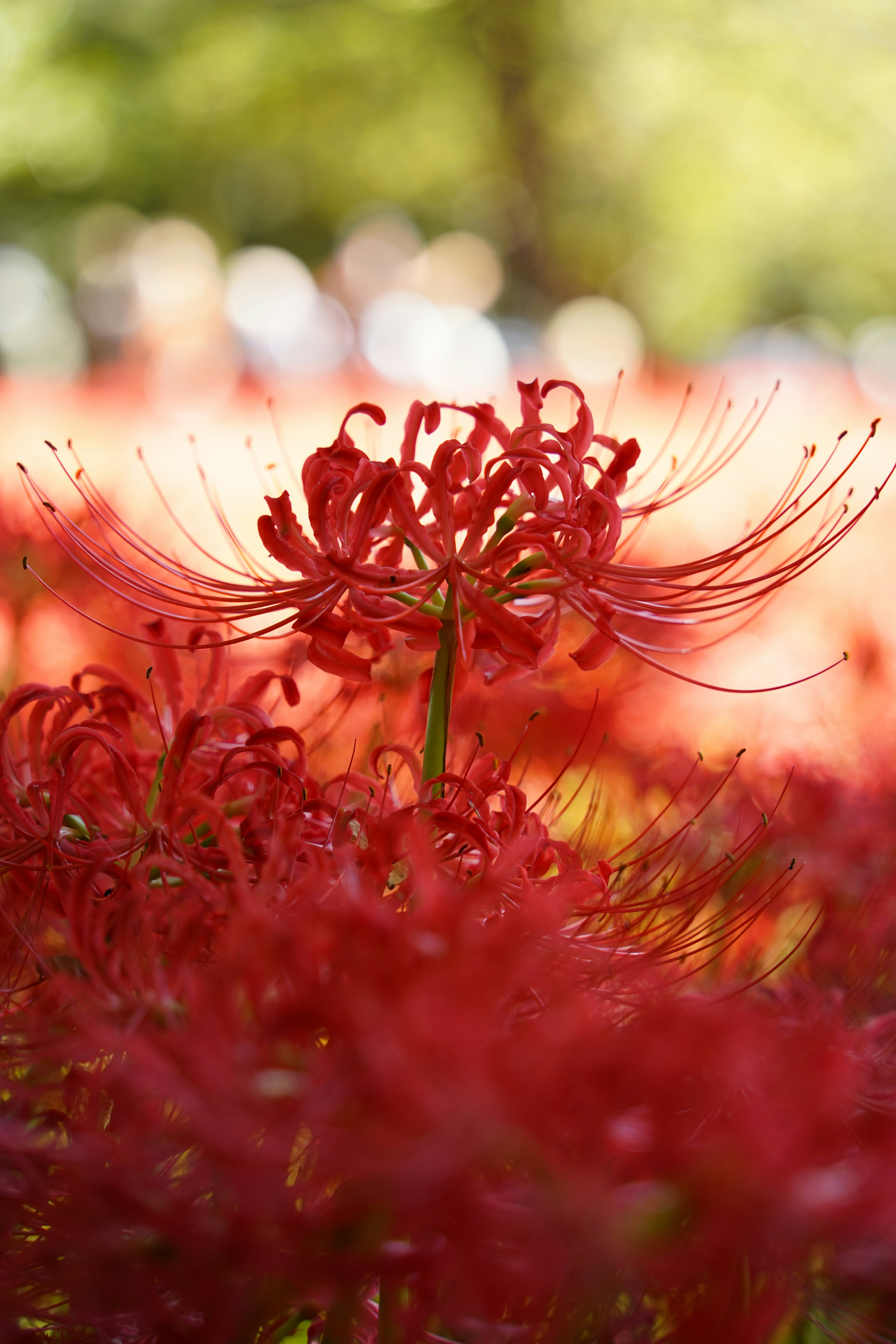 赤い彼岸花が咲いている風景の中心に一本の花が際立っている