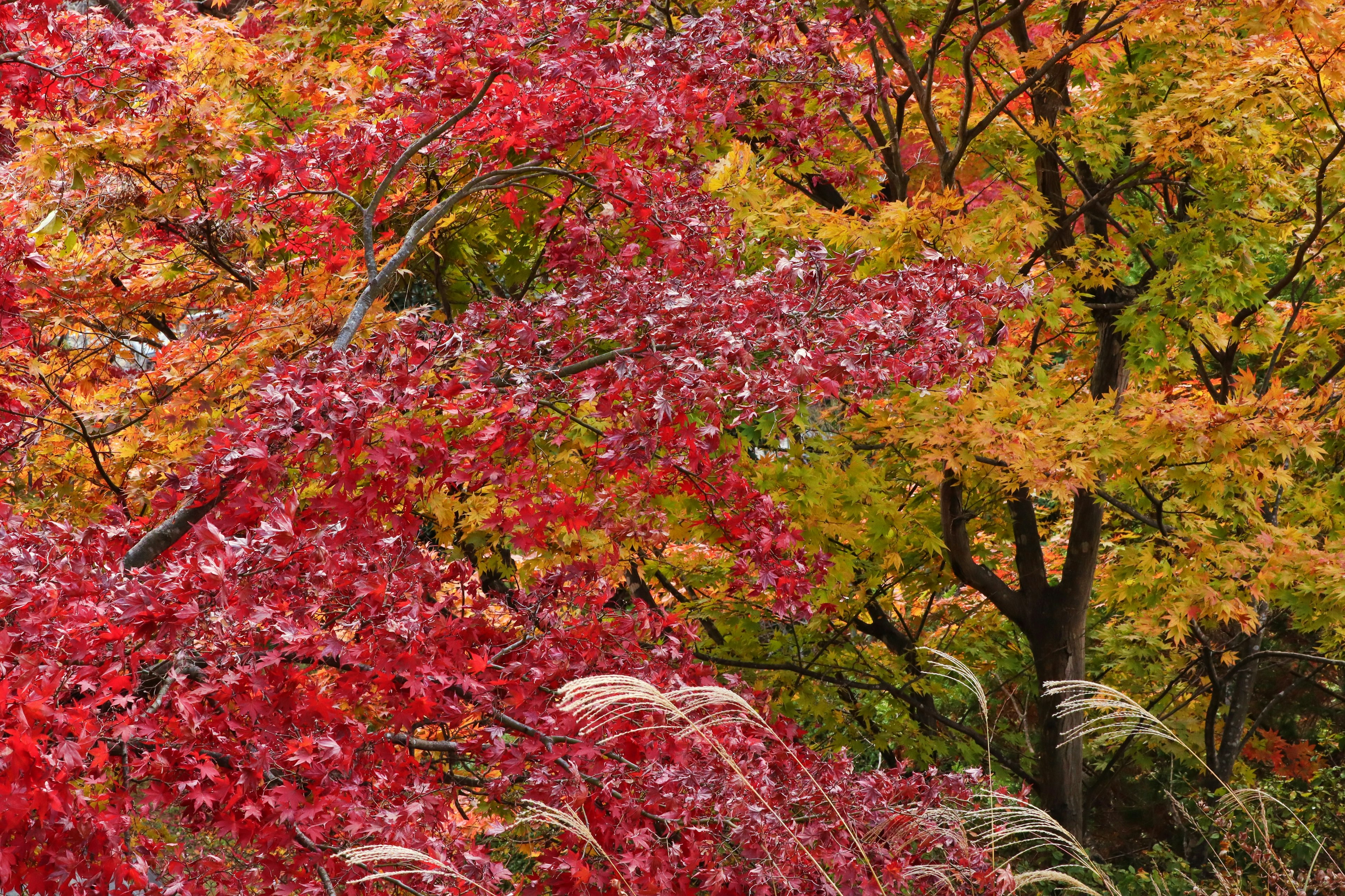 Paisaje de otoño hojas rojas y amarillas fusionándose en la naturaleza