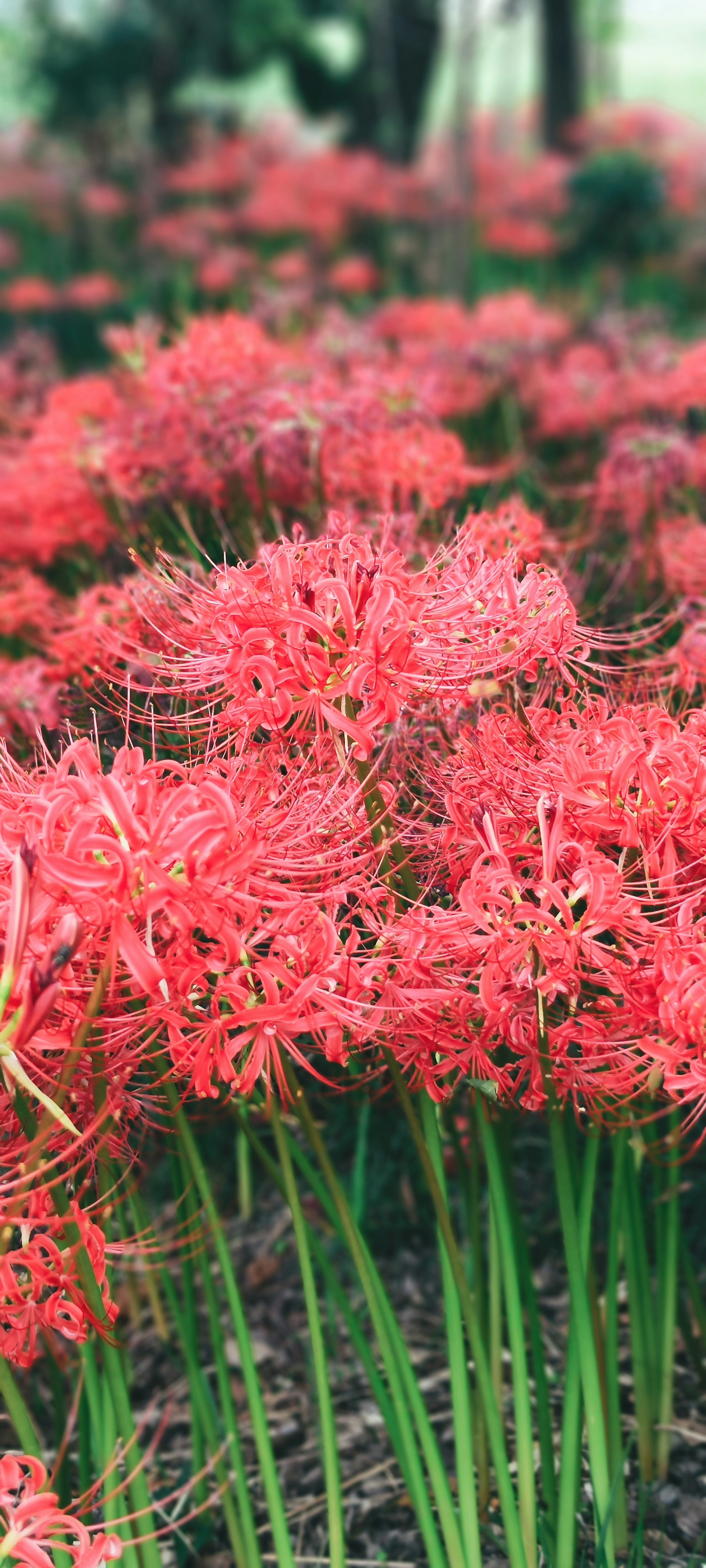 赤い彼岸花の群生が緑の茎の上に広がっている美しい風景