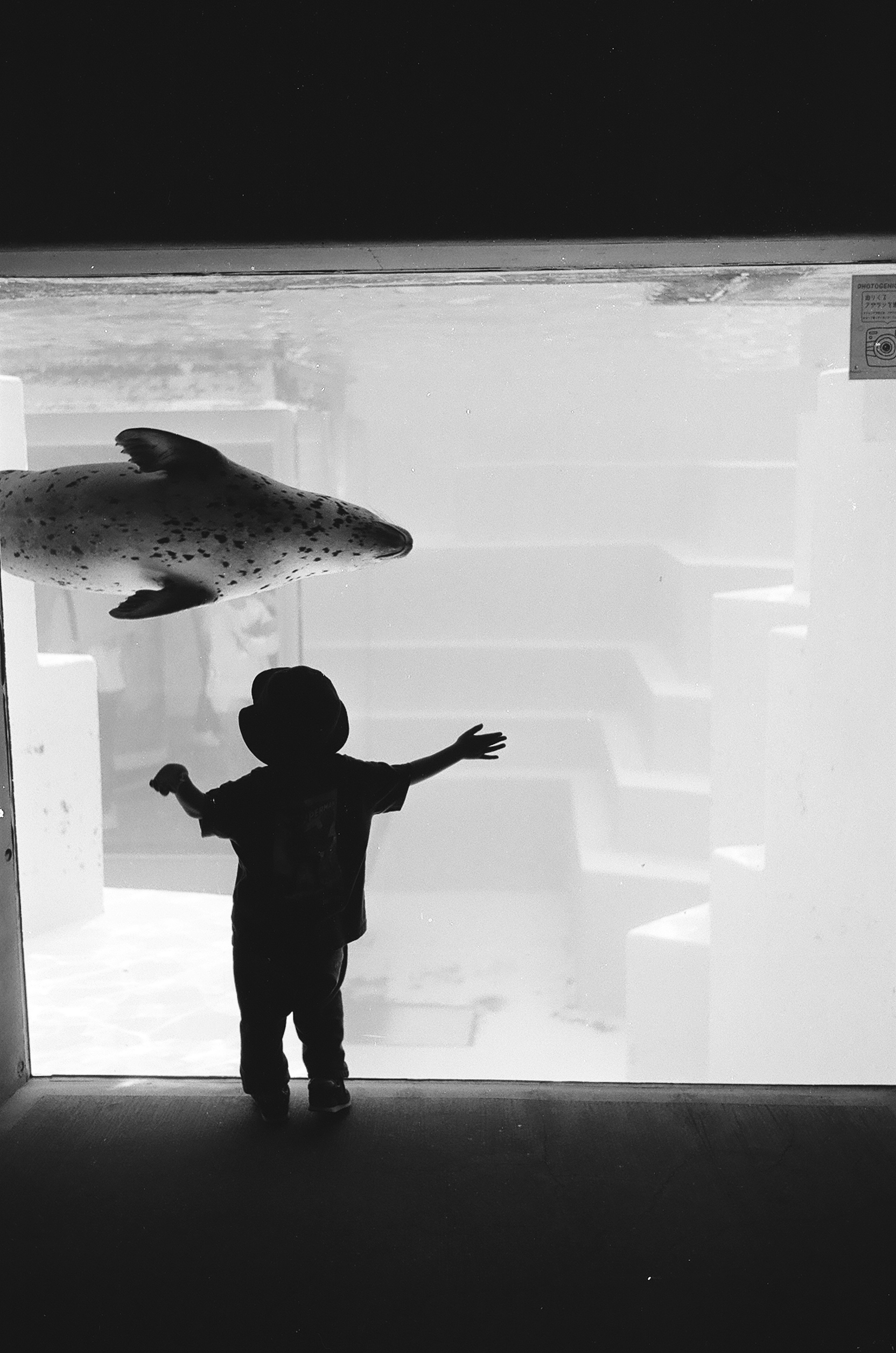 Silhouette di un bambino che osserva una foca attraverso il vetro di un acquario