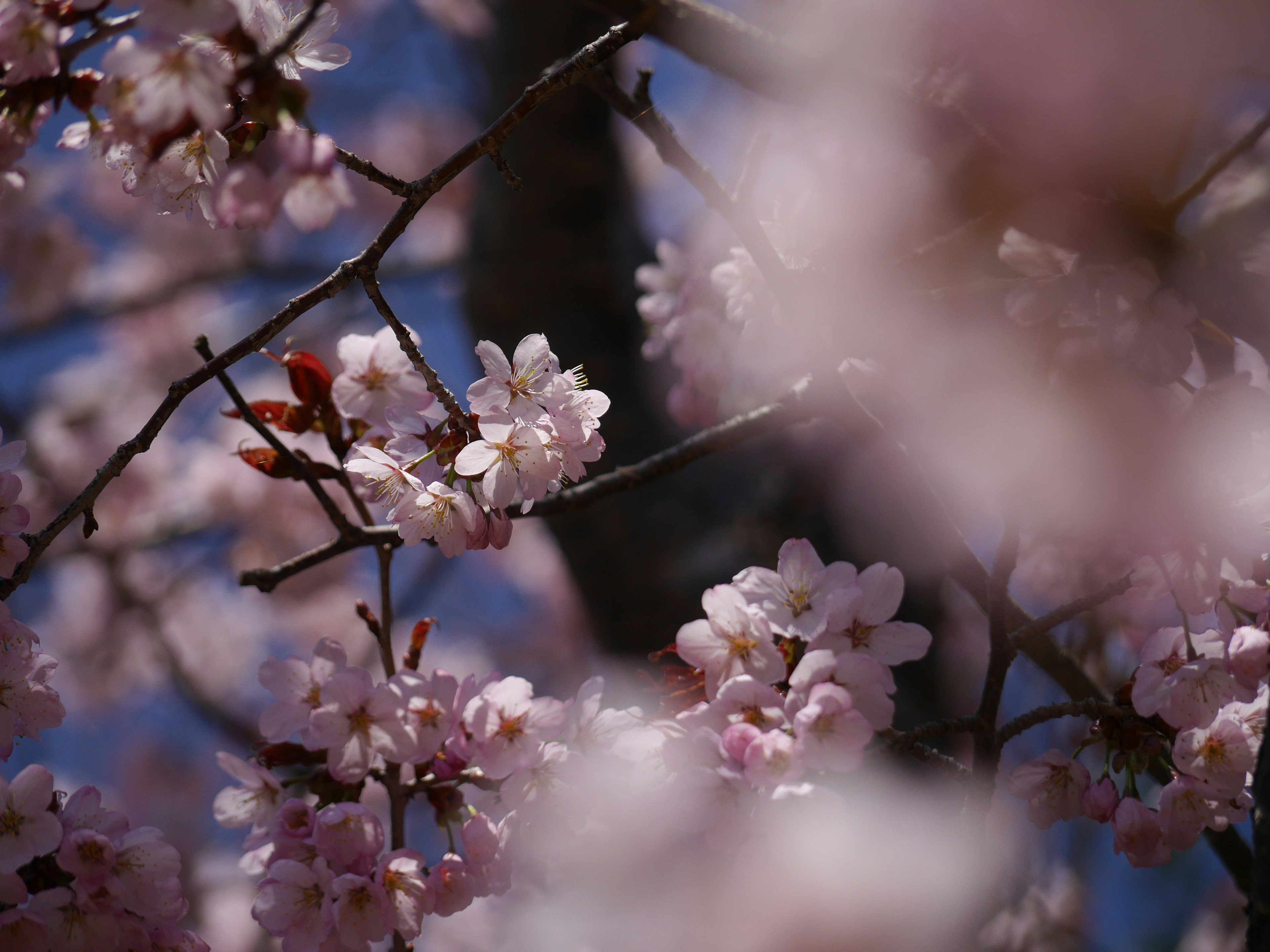 桜の花が咲いている枝のクローズアップの画像